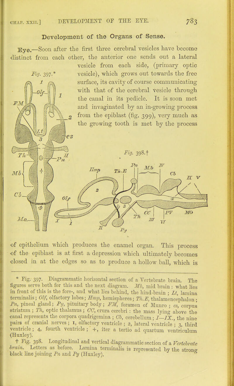 Development of the Organs of Sense. Eye.—Soon after the first three cerebral vesicles have become distinct from each other, the anterior one sends out a lateral vesicle from each side, (primary optic vesicle), which grows out towards the free surface, its cavity of course communicating with that of the cerebral vesicle through the canal in its pedicle. It is soon met and invaginated by an in-growing process from the epiblast (fig, 399), veiy much as the growing tooth is met by the process of epithelium which produces the enamel organ. This process of the epiblast is at first a depression which ultimately becomes closed in at the edges so as to produce a hollow ball, which is * Fig.- 397. Diagi-ammatic horizontal section of a Vertebrate brain. The figures serve both for this and the next diagram. Mh, mid brain : what lies in front of this is the fore-, and what lies behind, the hind-brain ; Lt, lamina terminalis; Olf, olfactory lobes; Hmi-), hemispheres; Th.E, thalamencephalon ; Pn, pineal gland; Pij, pituitary body; FM, foramen of Munro ; cs, corpus striatum ; Th, optic thalamus ; CC, crura cerebri : the mass lying above the canal represents the corpora quadrigemina ; Ch, cerebellum; I—IX., the nine pairs of cranial nerves; i, olfactory ventricle ; 2, lateral ventricle'; 3, third ventricle; 4, fourth venti-icle ; +, iter a tertio ad quartum ventriculum ^Huxley). + Fig. 398. Longitudinal and vertical diagrammatic section of a Vertebrate brain. Letters as before. Lamina terminalis is represented by the stroncr black lino joining P71 and Py (Huxley).