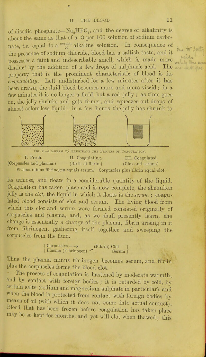 of disodic i^hosphate—NagHPO^, and the degree of alkalinity is about the same as that of a -3 per 100 solution of sodium carbo- nate, i.e. equal to a alkaline solution. In consequence of the presence of sodium chloride, blood has a saltish taste, and it possesses a faint and indescribable smell, which is made more distinct by the addition of a few drops of sulphuric acid. The j)roperty that is the prominent characteristic of blood is its coagulahility. Left undisturbed for a few minutes after it has been drawn, the fluid blood becomes more and more viscid; in a few minutes it is no longer a fluid, but a red jelly ; as time goes on, the jelly shrinks and gets firmer, and squeezes out drops of almost colourless liquid ; in a few hours the jelly has shrunk to •••*• • • ' •■• Iv** • •;'.•••*• f Corpuscles >. \ Plasma (Fibrinogen) (Fibrin) Clot \ Serum j Thus the plasma minus fibrinogen becomes serum, and fibrin plus the corpuscles forms the blood clot. The process of coagulation is hastened by moderate warmth, and by contact with foreign bodies ; it is retarded by cold, by certain salts (sodium and magnesium sulphate in particular), and when the blood is protected from contact with foreign bodies by means of oil (with which it does not come into actual contact). Blood that has been frozen before coagulation has taken place may be so kept for months, and yet will clot when thawed; this F(o. 2.—DiAGiiAM TO Illustrate the PiiocESS of Coagula'iio>.'. I. Fresh. II. Coagulating. III. Coagulated. (Corpuscles and plasma.) (Birth of fibrin.) (Clot and serum.) Plasma minus fibrinogen equals serum. Corpuscles plus fibrin equal clot. its utmost, and floats in a considerable quantity of the liquid. Coagulation has taken place and is now complete, the shrunken jelly is the clot, the liquid in which it floats is the seruvi; coagu- lated blood consists of clot and serum. The living blood from which this clot and serum were formed consisted originally of corpuscles and plasma, and, as we shall presently learn, the change is essentially a change of the plasma, fibrin arising in it from fibrinogen, gathering itself together and sweeping the corpuscles from the fluid.