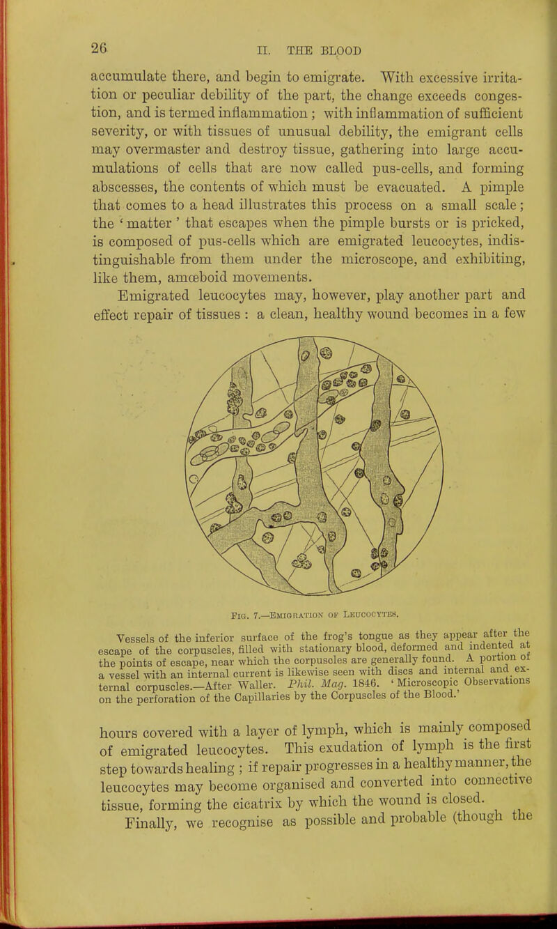accumulate there, and begin to emigrate. With excessive irrita- tion or pecuHar debiUty of the part, the change exceeds conges- tion, and is termed inflammation; with inflammation of sufficient severity, or with tissues of unusual debility, the emigrant cells may overmaster and destroy tissue, gathering into large accu- mulations of cells that are now called pus-cells, and forming abscesses, the contents of which must be evacuated. A pimple that comes to a head illustrates this process on a small scale; the ' matter ' that escapes when the pimple bursts or is pricked, is composed of x^us-cells which are emigrated leucocytes, indis- tinguishable from them under the microscope, and exhibiting, like them, amceboid movements. Emigrated leucocytes may, however, play another part and effect repair of tissues : a clean, healthy wound becomes in a few Fio. 7.—EMiGitAiuox OF Leucocytes. Vessels of the inferior surface of the frog's tongue as they appear after the escape of the corpuscles, filled with stationary blood, deformed and indentea at the points of escape, near which the corpuscles are generally found. A portion ot a vessel with an internal current is likewise seen with discs and internal and ex- ternal corpuscles.-After Waller. Phil. Mag. 1846. ' Microscopic Observations on the perforation of the Capillaries by the Corpuscles of the Blood. hours covered with a layer of lymph, which is mainly composed of emigrated leucocytes. This exudation of lymph is the first step towards healing ; if repair progresses in a healthy manner, the leucocytes may become organised and converted into connective tissue, forming the cicatrix by which the wound is closed. Finally, we recognise as possible and probable (though the