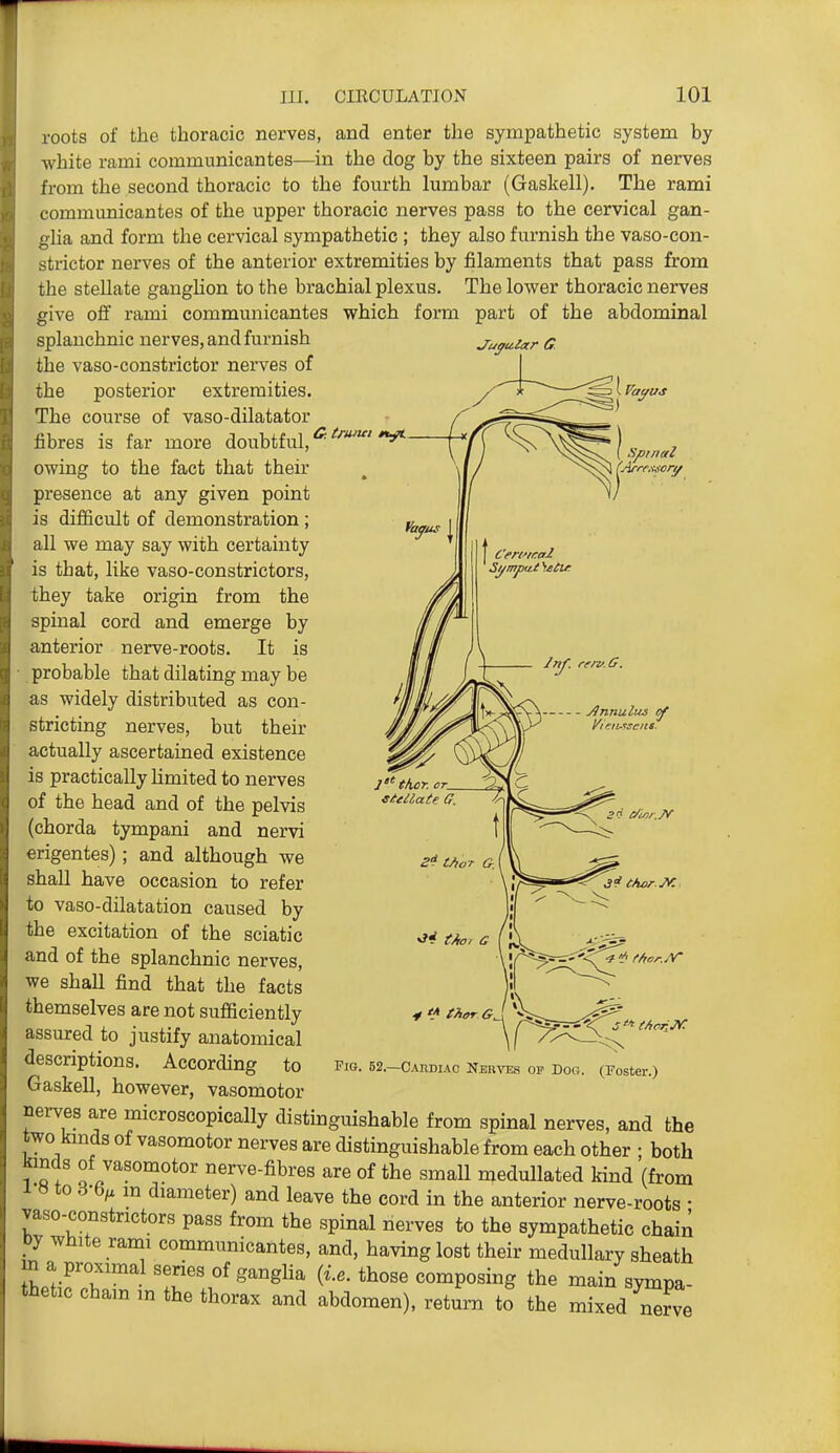 roots of the thoracic nerves, and enter the sympathetic system by white rami communicantes—in the dog by the sixteen pairs of nerves from the second thoracic to the fourth lumbar (Gaskell). The rami communicantes of the upper thoracic nerves pass to the cervical gan- glia and form the cervical sympathetic ; they also furnish the vaso-con- ritrictor nerves of the anterior extremities by filaments that pass from the stellate ganglion to the brachial plexus. The lower thoracic nerves give off rami communicantes which form part of the abdominal J'uffu.iar G. splanchnic nerves, and furnish the vaso-constrictor nerves of the posterior extremities. The course of vaso-dilatator fibres is far more doubtful, ^' owing to the fact that their presence at any given point is difficult of demonstration ; all we may say with certainty is that, like vaso-constrictors, they take origin from the spinal cord and emerge by anterior nerve-roots. It is probable that dilating may be as widely distributed as con- stricting nerves, but their :ictually ascertained existence is practically hmited to nerves of the head and of the pelvis (chorda tympani and nervi rigentes); and although we -hall have occasion to refer CO vaso-dilatation caused by the excitation of the sciatic and of the splanchnic nerves, we shall find that the facts themselves are not sufficiently assured to justify anatomical descriptions. According to Gaskell, however, vasomotor nerves are microscopically distinguishable from spinal nerves, and the two kmds of vasomotor nerves are distinguishable from each other ; both kinds of vasomotor nerve-fibres are of the small medullated kind (from 1 a to d-b^x m diameter) and leave the cord in the anterior nerve-roots • vaso-constnctors pass from the spinal nerves to the sympathetic chain Dy white rami communicantes, and, having lost their medullary sheath tltifohZ ^^f^^l^g^-gli^ (^■•^- those composing the main sympa- thetic Cham m the thorax and abdomen), return to the mixed nerve Fig. 52.—Cardiac Nerves op Dog. (Foster.)