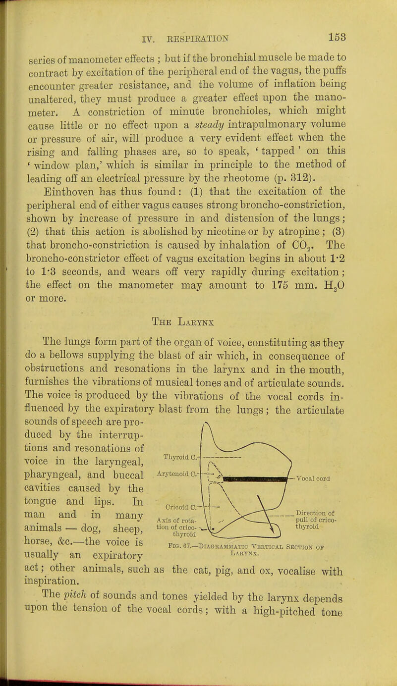 series of manometer effects ; but if the bronchial muscle be made to contract by excitation of the peripheral end of the vagus, the puffs encounter greater resistance, and the volume of inflation being unaltered, they must produce a greater effect upon the mano- meter. A constriction of minute bronchioles, which might cause little or no effect upon a steady intrapulmonary volume or pressure of air, will produce a very evident effect when the rising and falHng phases are, so to speak, ' tapped ' on this ' window plan,' which is similar in principle to the method of leading off an electrical pressure by the rheotome (p. 312). Einthoven has thus found: (1) that the excitation of the peripheral end of either vagus causes strong broncho-constriction, shown by increase of pressure in and distension of the lungs ; (2) that this action is abolished by nicotine or by atropine; (3) that broncho-constriction is caused by inhalation of CO^. The broncho-constrictor effect of vagus excitation begins in about 1*2 to 1*3 seconds, and wears off very rapidly during- excitation; the effect on the manometer may amount to 175 mm. HgO or more. The Larynx The lungs form part of the organ of voice, constituting as they do a bellows supplying the blast of air which, in consequence of obstructions and resonations in the larynx and in the mouth, furnishes the vibrations of musical tones and of articulate sounds. The voice is produced by the vibrations of the vocal cords in- fluenced by the expiratory blast from the lungs; the articulate sounds of speech are pro- duced by the interrup- tions and resonations of voice in the laryngeal, pharyngeal, and buccal cavities caused by the tongue and lips. In man and in many animals — dog, sheep, horse, &c.—the voice is usually an expiratory act; other animals, such as the cat, pig, and ox, vocalise with inspiration. The pitch of sounds and tones yielded by the larynx depends upon the tension of the vocal cords; with a high-pitched tone TUyx-oid 0.- Aiytenoid C.- Cricoid 0.—ri— Axis of rota- tion of crico- -, thyroid —Vocal cord Direction of pull of orico- tlijToid Via. 67.—Diagrammatic Vebtical Section of Larynx.
