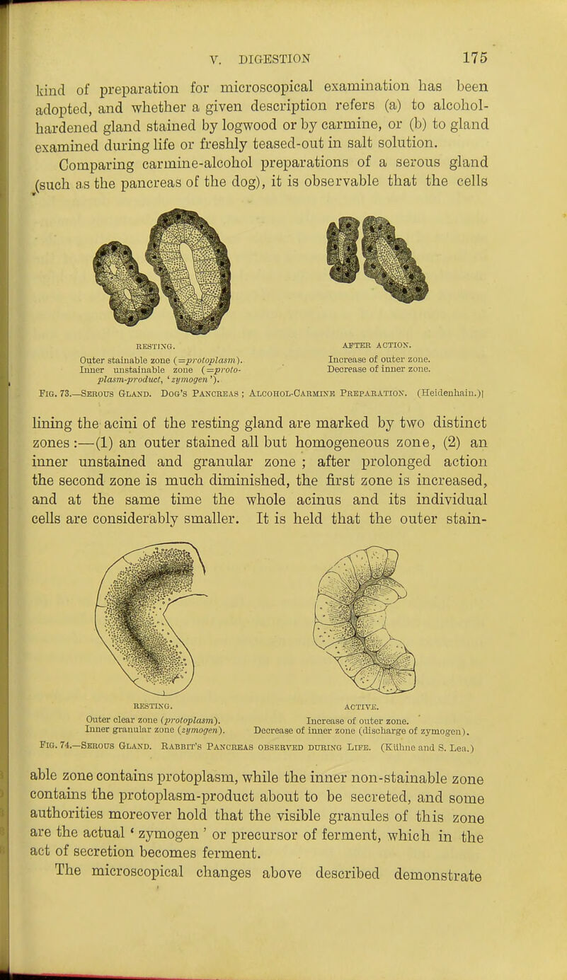 kind of preparation for microscopical examination has been adopted, and whether a given description refers (a) to alcohol- hardened gland stained by logwood or by carmine, or (b) to gland examined during life or freshly teased-out in salt solution. Comparing carmine-alcohol preparations of a serous gland (such as the pancreas of the dog), it is observable that the cells RESTIXG. Outer staiuable zone {=protoplasni). Imier vuistaiuable zone (=proto- plasm-producl, ' zymogen'). APTER ACTION. Increase of outer zone. Decrease of inner zone. Fig. 73 Serous Gland. Dog's Pancreas ; Alcohol-Carmixk Preparation. (Heidenhain.)i lining the acini of the resting gland are marked by two distinct zones :—(1) an outer stained all but homogeneous zone, (2) an inner unstained and granular zone ; after prolonged action the second zone is much diminished, the first zone is increased, and at the same time the whole acinus and its individual cells are considerably smaller. It is held that the outer stain- Outer clear zone (jiroioplasm). Inner granular zone {zymogen). Increase of outer zone. Decrease of inner zone (discharge of zymogen). Fig. 74.—Serods Glaxd. Rabbit's Pancreas observed during Life. (KUhne and S. Lea.) able zone contains protoplasm, while the inner non-stainable zone contains the protoplasm-product about to be secreted, and some authorities moreover hold that the visible granules of this zone are the actual * zymogen ' or precursor of ferment, which in the act of secretion becomes ferment. The microscopical changes above described demonstrate