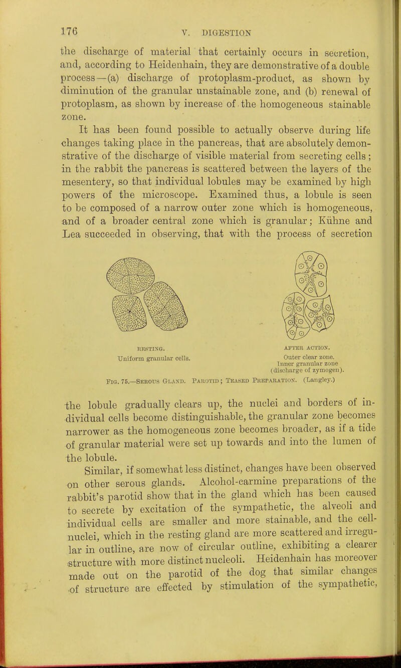 tlie discharge of material that certainly occurs in secretion, and, according to Heidenhain, they are demonstrative of a double process—(a) discharge of protoplasm-product, as shown by diminution of the granular unstainable zone, and (b) renewal of protoplasm, as shown by increase of the homogeneous stainable zone. It has been found possible to actually observe during life changes taking place in the pancreas, that are absolutely demon- strative of the discharge of visible material from secreting cells ; in the rabbit the pancreas is scattered between the layers of the mesentery, so that individual lobules may be examined by high powers of the microscope. Examined thus, a lobule is seen to be composed of a narrow outer zone which is homogeneous, and of a broader central zone which is granular; Kiihne and Lea succeeded in observing, that with the process of secretion KKSTISO. Airaa ACTION. Uniform granular cells. Outer clear zone. Inner granular zoue (discharge of zymogen). Fig. 75.—Sebous Glaxd. Pauotid; Teased Phbpaiiatiox. (Langley.) -the lobule gradually clears up, the nuclei and borders of in- dividual cells become distinguishable, the granular zone becomes narrower as the homogeneous zone becomes broader, as if a tide of granular material were set up towards and into the lumen of the lobule. Similar, if somewhat less distinct, changes have been observed on other serous glands. Alcohol-carmine preparations of the rabbit's parotid show that in the gland which has been caused to secrete by excitation of the sympathetic, the alveoli and individual cells are smaller and more stainable, and the cell- nuclei, which in the resting gland are more scattered and u-regu- lar in'outline, are now of circular outline, exhibiting a clearer structure with more distinct nucleoli. Heidenhain has moreover made out on the parotid of the dog that similar changes ■of structure are effected by stimulation of the sympathetic.