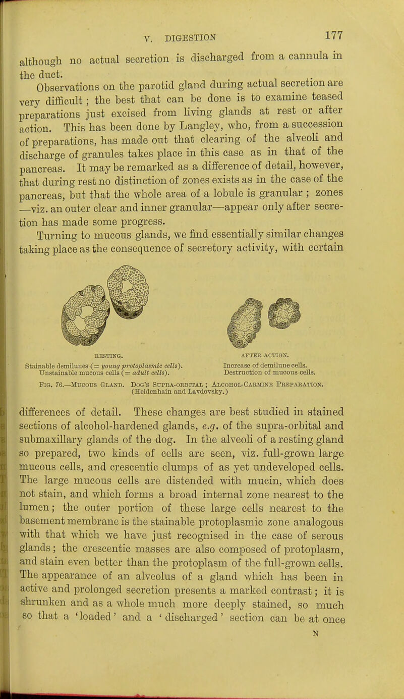although no actual secretion is discharged from a cannula in the duct. Observations on the parotid gland during actual secretion are very difficult; the best that can be done is to examine teased preparations just excised from living glands at rest or after action. This has been done by Langley, who, from a succession of preparations, has made out that clearing of the alveoli and discharge of granules takes place in this case as in that of the pancreas. It may be remarked as a difference of detail, however, that during rest no distinction of zones exists as in the case of the pancreas, but that the whole area of a lobule is granular ; zones —viz. an outer clear and inner granular—appear only after secre- tion has made some progress. Turning to mucous glands, we find essentially similar changes taking place as the consequence of secretory activity, with certain EESTINa. AFTER ACTION. Stainable demilunes (= young protoplasmic cells). Increase of demilune cells. Unstainable mucous cells (= adult cells). Destruction of mucous cells. Fig. 76.—Mucous Gland. Dog's Supra-orbitai, ; Alcohol-Carmine Preparation. (Heidenhain and Lavdovsky.) differences of detail. These changes are best studied in stained sections of alcohol-hardened glands, e.g. of the supra-orbital and submaxillary glands of the dog. In the alveoli of a resting gland so prepared, two kinds of cells are seen, viz. full-grown large mucous cells, and creseentic clumps of as yet undeveloped cells. The large mucous cells are distended with mucin, which does not stain, and which forms a broad internal zone nearest to the lumen; the outer portion of these large cells nearest to the basement membrane is the stainable protoplasmic zone analogous with that which we have just recognised in the case of serous glands; the creseentic masses are also composed of protoplasm, and stain even better than the protoplasm of the full-grown cells. The appearance of an alveolus of a gland which has been in active and prolonged secretion presents a marked contrast; it is shrunken and as a whole much more deeply stained, so much so that a 'loaded' and a 'discharged' section can be at once N