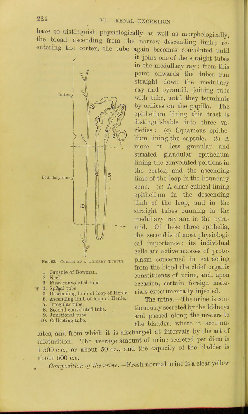 have to distinguish physiologically, as well as morphologically, the broad^ ascending from the narrow descending limb; rc- again becomes convoluted until entering the cortex, the tube Cortex. Boundary zone ^ it joins one of the straight tul)es in the medullary ray ; from this point onwards the tubes run straight down the medullary ray and pyramid, joining tube with tube, until they terminate by orifices on the papilla. The epithelium lining this tract is distinguishable into three va- rieties : (a) Squamous epithe- lium lining the capsule, (h) A more or less granular and striated glandular epithelium lining the convoluted portions in the cortex, and the ascending limb of the loop in the boundary zone, (c) A clear cubical lining epithelium in the descending limb of the loop, and in the straight tubes running in the medullary ray and m the pyra- mid. Of these three epithelia, the second is of most physiologi- cal importance; its individual cells are active masses of proto- plasm concerned in extracting from the blood the chief organic constituents of urine, and, upon occasion, certain foreign mate- rials experimentally injected. The urine.—The urine is con- tinuously secreted by the kidneys and passed along the ureters to the bladder, where it accumu- lates, and from which it is discharged at intervals by the act of micturition. The average amount of urine secreted per diem is 1,500 c.c, or about 50 oz., and the capacity of the bladder is about 500 c.c. Composition of the urine. -Fresh' normal urine is a clear yellow Fig. 93.—Course op a Urikary Tubule. Capsule of Bowman. Neck. First convoluted tube. Spiral tube. Descending limb of loop of Henle. Ascending limb of loop of Henle. Irregular tube. Second convoluted tube. 9. Junctional tube. 10. Collecting tube. 1. 2. 3. 4. 5. 6. 7. 8.