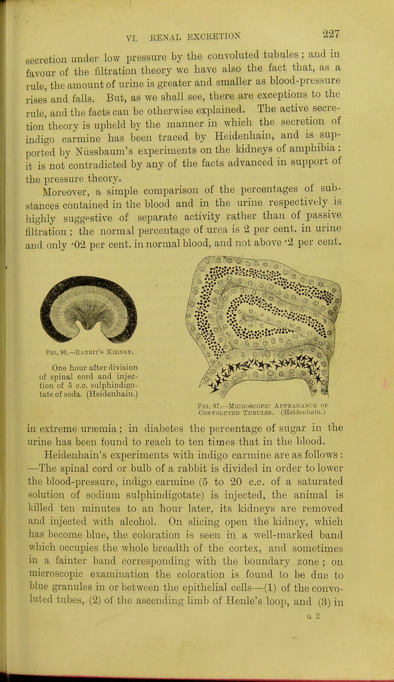 secretion under low pressure by the convoluted tubules; and in favour of the filtration theory we have also the fact that, as a rule, the amount of urine is greater and smaller as blood-pressure rises and falls. But, as we shall see, there are exceptions to the rule, and the facts can be otherwise explained. The active secre- tion theory is upheld by the manner in which the secretion of indigo carmine has been traced by Heidenhain, and is sup- ported by Nussbaum's experiments on the kidneys of amphibia; it is not contradicted by any of the facts advanced in support of the pressure theory. Moreover, a simple comparison of the percentages of sub- stances contained in the blood and in the urine respectively is highly suggestive of separate activity rather than of passive filtration ; the normal percentage of urea is 2 per cent, in urine and only -02 per cent, in normal blood, and not above -2 per cent. Pig. 96.—nABBIT'S KlDNKY. One hour after division of spinal cord and injec- tion of 5 c.c. sulphindigo- tate of soda. (Heidenhain.) Fig. 97.—Mccnoscopic Api'kau.\.n-ce of Convoluted TtrBULEs. (Heidenlmiii.) in extreme uraemia; in diabetes the percentage of sugar in the urine has been found to reach to ten times that in the blood. Heidenhain's experiments with indigo carmine are as follows : —The spinal cord or bulb of a rabbit is divided in order to lower the blood-pressure, indigo carmine (5 to 20 c.c. of a saturated solution of sodium sulphindigotate) is injected, the animal is killed ten minutes to an Hour later, its kidneys are removed and injected with alcohol. On slicing open the kidney, which has become blue, the coloration is seen in a well-marked band which occupies the whole breadth of the cortex, and sometimes in a fainter band corresponding with the boundary zone ; on microscopic examination the coloration is found to be due to blue granules in or between the epithehal cells—(1) of the convo- luted tubes, (2) of the ascending limb of Henle's loop, and (3) in
