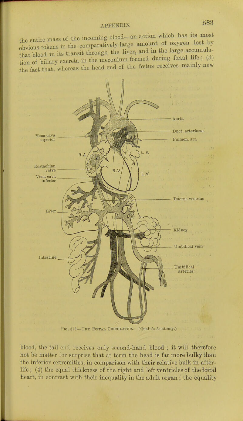 the entire mass of the mcoming blood-an action which has its most obvious tokens lu the comparatively large amount of oxygen lost by that tion blood in its transit through the liver, and in the large accumula of biliary excreta in the meconium formed durmg fcBtal hfe ; {6} the fact that^vhereas the head end of tlie fetus receives mainly new Voiia cava superior Intestine Aorta Duct, arteriosus Pulmon. art. Ductus veuosus Kidney tTmbilical veia Umbilical' arteries' l''ic. 313.—Thk Fcktal CmcrxATioN. (Quaiii's Anatomy.) blood, the tail end receives only second-hand blood ; it will therefore not be matter foi' surprise that at term the head is far more bulky than the inferior extremities, in comparison with their relative bulk in after- life ; (4) the equal thickness of the right and left ventricles of the foetal heart, in contrast with their inequality in the adult organ ; the equality