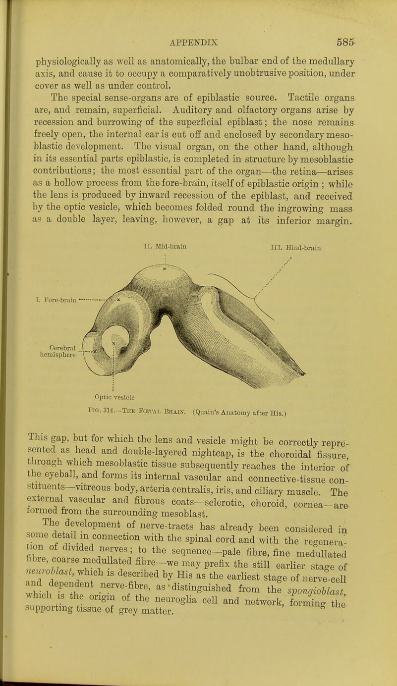 physiologically as well as anatomically, the bulhar end of the medullary axis, and cause it to occupy a comparatively unobtrusive position, under cover as well as under control. The special sense-organs are of epiblastic source. Tactile organs are, and remain, superficial. Auditory and olfactory organs arise by recession and burrowing of the superficial epiblast; the nose remains freely open, the internal earls cut off and enclosed by secondary meso- blastic development. The visual organ, on the other hand, although in its essential parts epiblastic, is completed m structure by mesoblastie contributions; the most essential part of the organ—the retina—arises as a hollow process from the fore-brain, itself of epiblastic origin ; while the lens is produced by inward recession of the epiblast, and received by the optic vesicle, which becomes folded round the ingrowing mass as a double layer, leaving, however, a gap at its inferior margin. n. Mid-brain III. Hiud-braiu T. Fore-braiii Cerebral ' liomisphere Optic vesicle Pig. 314.—Thk FasxAr, Brain. (Quain's Anatomy after ffis.) This gap, but for which the lens and vesicle might be correctly repre- sented as head and double-layered nightcap, is the choroidal fissure through which mesoblastic tissue subsequently reaches the interior of the eyeball, and forms its internal vascular and connective-tissue con- stituents—vitreous body, arteria centralis, iris, and cihary muscle The external vascular and fibrous coats-sclerotic, choroid, cornea-are termed fa-om the surrounding mesoblast. The development of nerve-tracts has already been considered in some detail m connection with the spinal cord and with the regenera- TuT^^' sequence-pale fibre, fine medullated h ue, coarse medullated fibre-we may prefix the still earlier stage of aenroMast,M is described by His as the earhest stage of nerve cell and dependent nerve-fibre, as ^distinguished from thf spongioblas which IS the origin of the neuroglia cell and network, LZJit •supportmg tissue of grey matter. ^