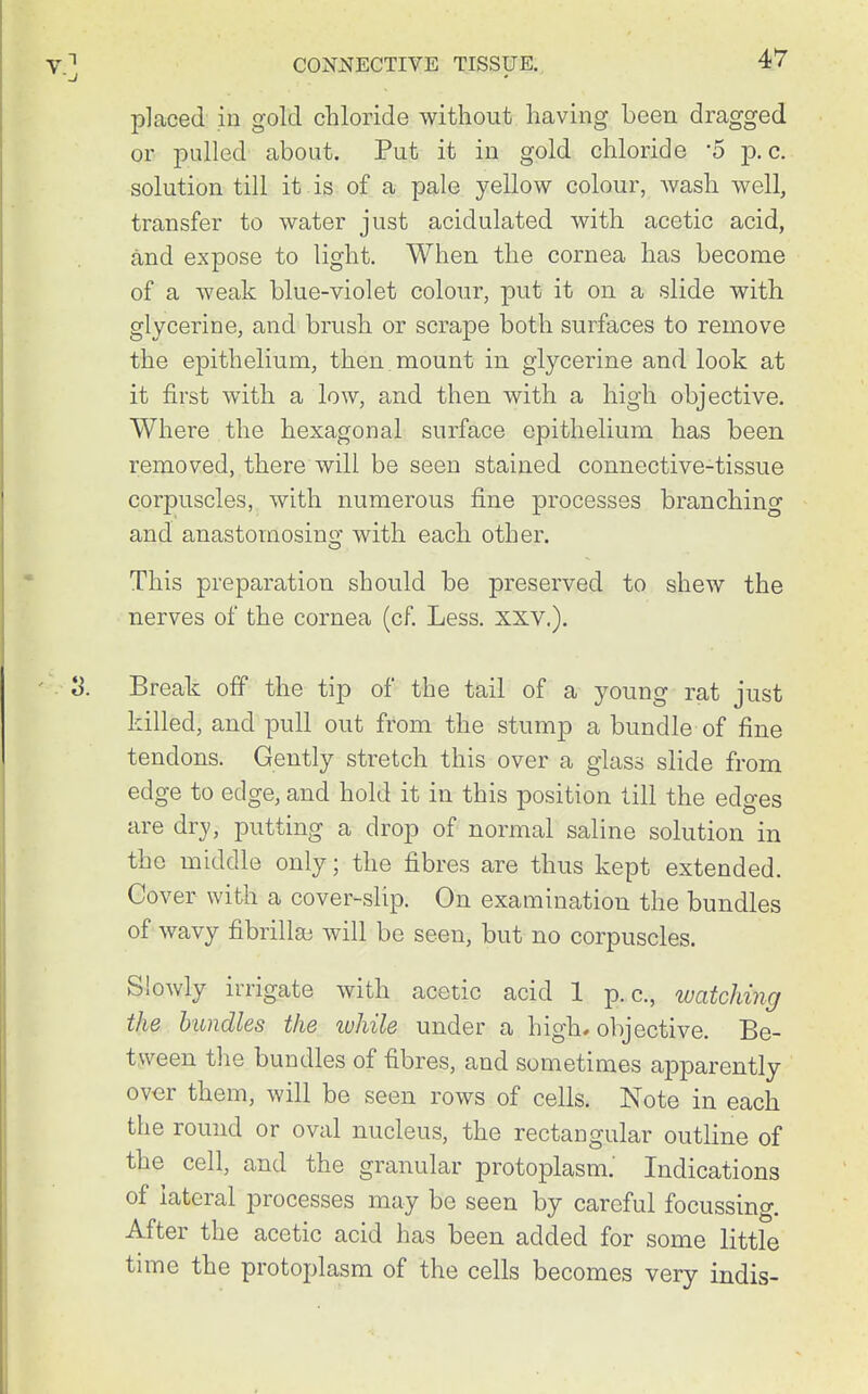 placed in gold chloride without having been dragged or pulled about. Put it in gold chloride 5 p. c. solution till it is of a pale yellow colour, Avash well, transfer to water just acidulated with acetic acid, and expose to light. When the cornea has become of a weak blue-violet colour, put it on a slide with glycerine, and brush or scrape both surfaces to remove the epithelium, then mount in glycerine and look at it first with a low, and then with a high objective. Where the hexagonal surface epithelium has been removed, there will be seen stained connective-tissue corpuscles, with numerous fine processes branching and anastomosing with each other. This preparation should be preserved to shew the nerves of the cornea (cf. Less. xxv.). Break off the tip of the tail of a young rat just killed, and pull out from the stump a bundle of fine tendons. Gently stretch this over a glass slide from edge to edge, and hold it in this position till the edges are dry, putting a drop of normal saline solution in the middle only; the fibres are thus kept extended. Cover with a cover-slip. On examination the bundles of wavy fibrillai will be seen, but no corpuscles. Slowly irrigate with acetic acid 1 p. c, watching the bundles the luhile under a high* objective. Be- tween the bundles of fibres, and sometimes ajDparently over them, will be seen rows of cells. Note in each the round or oval nucleus, the rectangular outline of the cell, and the granular protoplasm.' Indications of lateral processes may be seen by careful focussing. After the acetic acid has been added for some little time the protoplasm of the cells becomes very indis-