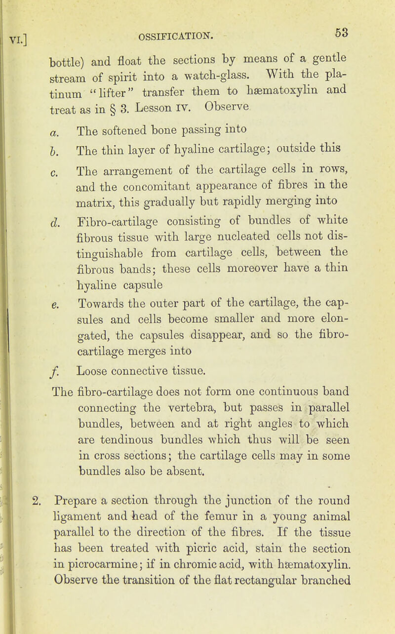 OSSIFICATION. bottle) and float the sections by means of a gentle stream of spirit into a watch-glass. With the pla- tinum lifter transfer them to hsematoxylin and treat as in § 3. Lesson IV. Observe a. The softened bone passing into h. The thin layer of hyaline cartilage; outside this c. The arrangement of the cartilage cells in rows, and the concomitant appearance of fibres in the matrix, this gradually but rapidly merging into d. Fibro-cartilage consisting of bundles of white fibrous tissue with large nucleated cells not dis- tinguishable from cartilage cells, between the fibrous bands; these cells moreover have a thin hyaline capsule e. Towards the outer part of the cartilage, the cap- sules and cells become smaller and more elon- gated, the capsules disappear, and so the fibro- cartilage merges into /. Loose connective tissue. The fibro-cartilage does not form one continuous band connecting the vertebra, but passes in parallel bundles, between and at right angles to which are tendinous bundles which thus will be seen in cross sections; the cartilage cells may in some bundles also be absent. Prepare a section through the junction of the round ligament and head of the femur in a young animal parallel to the direction of the fibres. If the tissue has been treated with picric acid, stain the section in picrocarmine; if in chromic acid, with hsematoxylin. Observe the transition of the flat rectangular branched