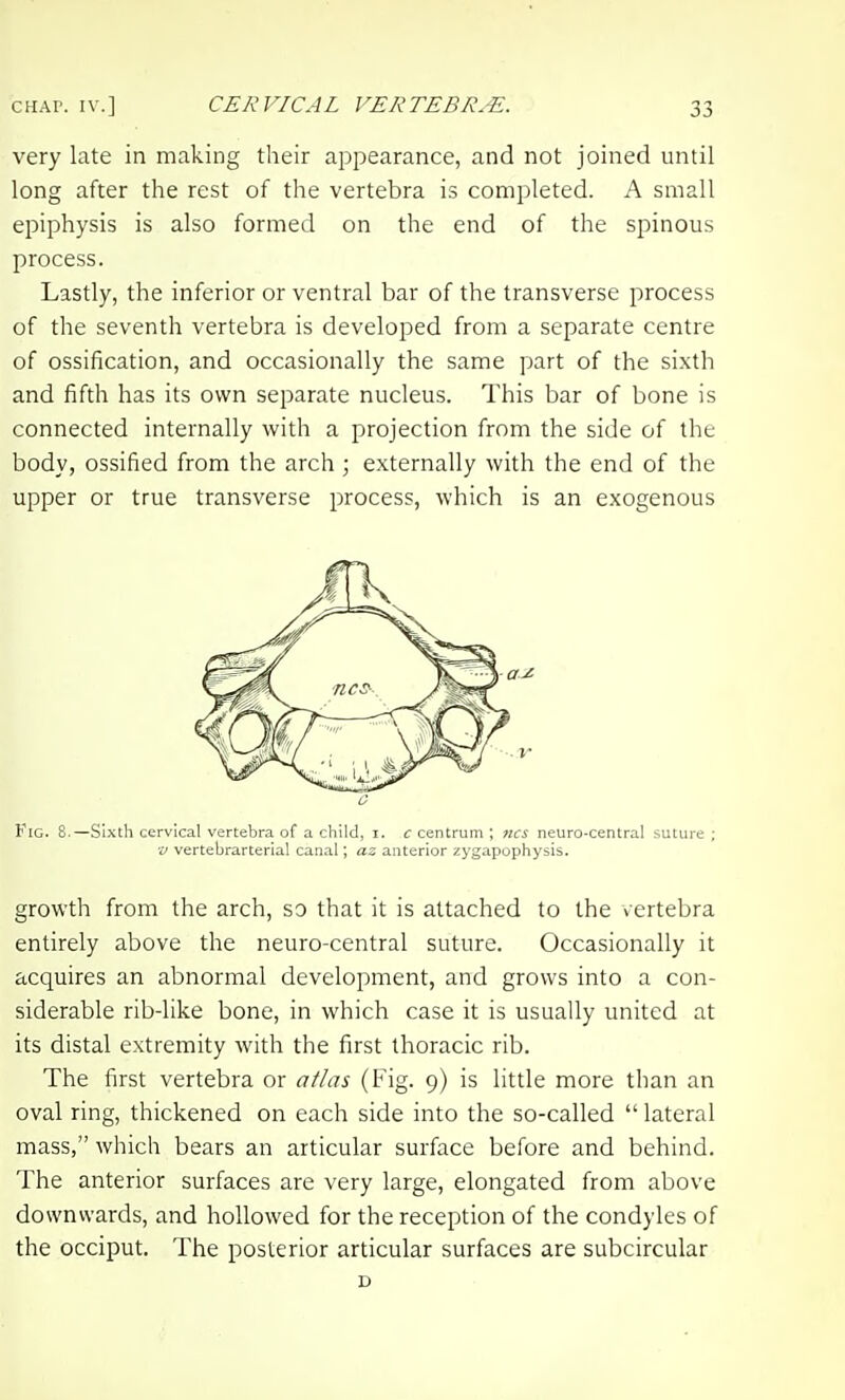 CER VIC A L VER TEBR. E. very late in making their appearance, and not joined until long after the rest of the vertebra is completed. A small epiphysis is also formed on the end of the spinous process. Lastly, the inferior or ventral bar of the transverse process of the seventh vertebra is developed from a separate centre of ossification, and occasionally the same part of the sixth and fifth has its own separate nucleus. This bar of bone is connected internally with a projection from the side of the body, ossified from the arch ; externally with the end of the upper or true transverse process, which is an exogenous Fig. 8.—Sixth cervical vertebra of a cliild, i. c centrum ; ?ics neuro-central suture ; •u vertebrarterial canal; az anterior zygapophysis. growth from the arch, so that it is attached to the vertebra entirely above the neuro-central suture. Occasionally it acquires an abnormal development, and grows into a con- siderable rib-like bone, in which case it is usually united at its distal extremity with the first thoracic rib. The first vertebra or atlas (Fig. 9) is little more than an oval ring, thickened on each side into the so-called  lateral mass, which bears an articular surface before and behind. The anterior surfaces are very large, elongated from above downwards, and hollowed for the reception of the condyles of the occiput. The posterior articular surfaces are subcircular D