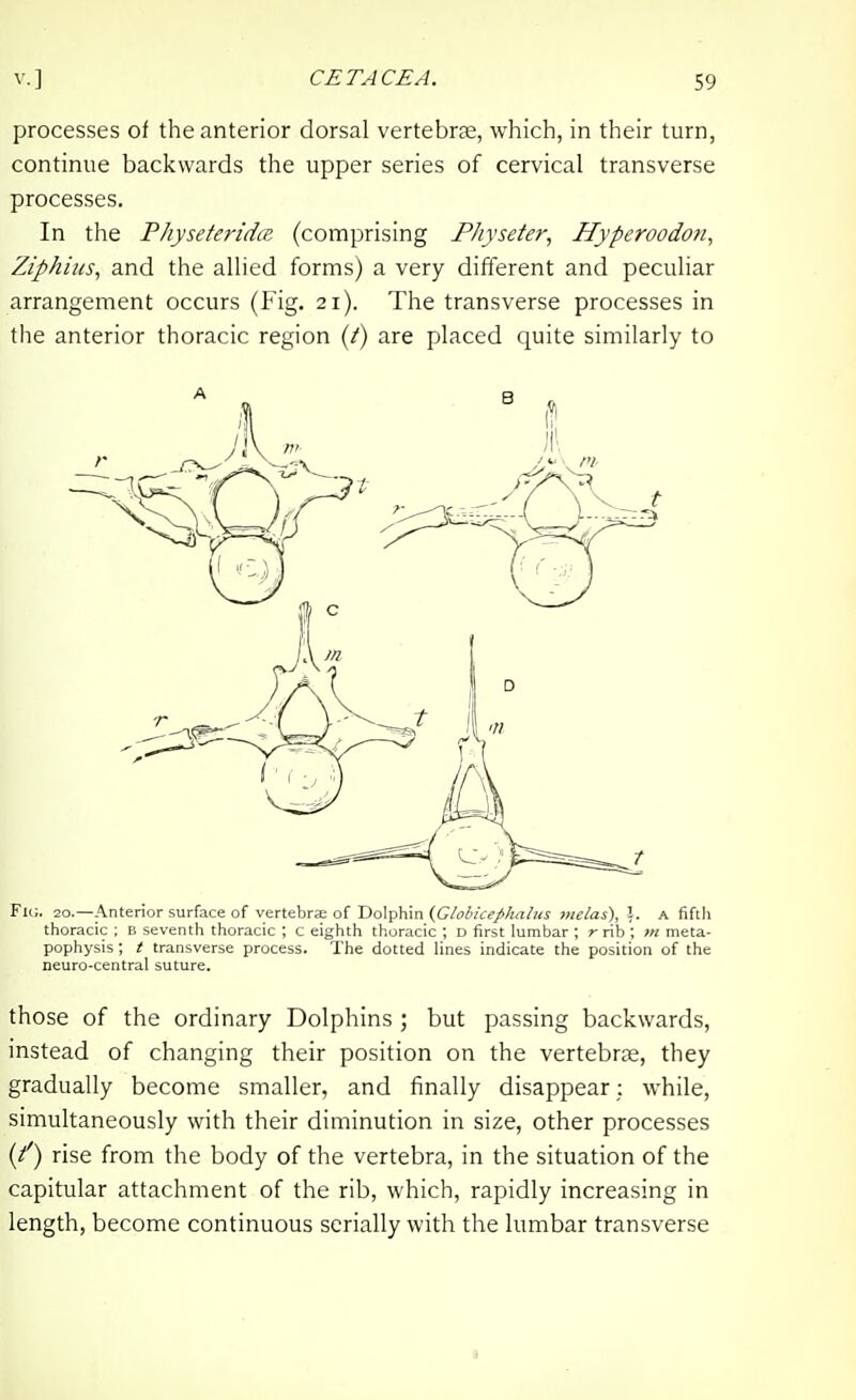 processes of the anterior dorsal vertebrae, which, in their turn, continue backwards the upper series of cervical transverse processes. In the P/iyseten'dcB (comprising Physeter, Hyperoodon, Ziphius^ and the allied forms) a very different and peculiar arrangement occurs (Fig. 21). The transverse processes in the anterior thoracic region (t) are placed quite similarly to Fk;. 20.—Anterior surface of vertebrae of Dolphin {GlobicepJiahis jnelas), !. A fifth thoracic ; B seventh thoracic ; c eighth thoracic ; D first lumbar ; r rib ; m meta- pophysis ; t transverse process. The dotted lines indicate the position of the neuro-central suture. those of the ordinary Dolphins ; but passing backwards, instead of changing their position on the vertebrae, they gradually become smaller, and finally disappear; while, simultaneously with their diminution in size, other processes (/) rise from the body of the vertebra, in the situation of the capitular attachment of the rib, which, rapidly increasing in length, become continuous serially with the lumbar transverse