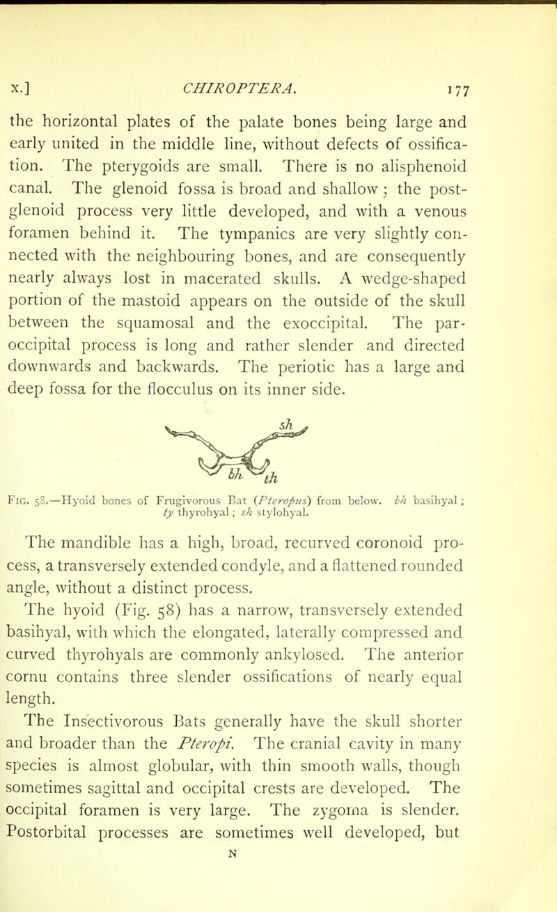 the horizontal plates of the palate bones being large and early united in the middle line, without defects of ossifica- tion. The pterygoids are small. There is no alisphenoid canal. The glenoid fossa is broad and shallow ; the post- glenoid process very little developed, and with a venous foramen behind it. The tympanies are very slightly con- nected with the neighbouring bones, and are consequently nearly always lost in macerated skulls. A wedge-shaped portion of the mastoid appears on the outside of the skull between the squamosal and the exoccipital. The par- occipital process is long and rather slender and directed downwards and backwards. The periotic has a large and deep fossa for the flocculus on its inner side. Fig. 58.—Hyoid bones of Frugivorous Eat {Pterop-us) from below, hh basihyal; ty thyrohyal ; sh stylohyal. The mandible lias a high, broad, recurved coronoid pro- cess, a transversely extended condyle, and a flattened rounded angle, without a distinct process. The hyoid (Fig. 58) has a narrow, transversely extended basihyal, with which the elongated, laterally compressed and curved thyrohyals are commonly ankylosed. The anterior cornu contains three slender ossifications of nearly equal length. The Insectivorous Bats generally have the skull shorter and broader than the Pteropi. The cranial cavity in many species is almost globular, with thin smooth walls, though sometimes sagittal and occipital crests are developed. The occipital foramen is very large. The zygoma is slender. Postorbital processes are sometimes well developed, but N