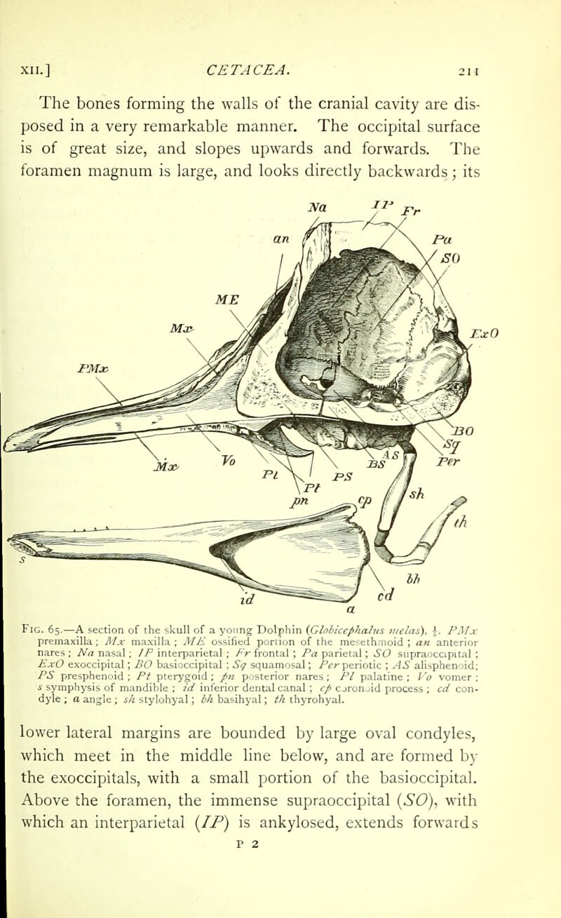 The bones forming the walls of the cranial cavity are dis- posed in a very remarkable manner. The occipital surface is of great size, and slopes upwards and forwards. The foramen magnum is large, and looks directly backwards; its a Fig. 65.—A section of the skull of a young Dolphin {Globicephahis melas). \, PMx premaxilla ; Mx maxilla ; MK ossified portion of the mebethmoid ; an anterior nares ; Na nasal ; IP interparietal ; Fr frontal ; Pa parietal; SO siipraoccipital ; ExO exoccipital; BO basioccipital ; Sq squamosal; periotic ; ^.S alisphenoid; PS presphenoid : Pt pterygoid ; posterior nares ; PI palatine ; Vo vomer : s symphysis of mandible ; id inferior dental canal ; cp cjron.jid process ; cd con- dyle ; a angle ; stylohyal; bh basihyal; th thyrohyal. lower lateral margins are bounded by large oval condyles, which meet in the middle line below, and are formed by the exoccipitals, with a small portion of the basioccipital. Above the foramen, the immense supraoccipital {SO), with which an interparietal {/-P) is ankylosed, extends forwards p 2