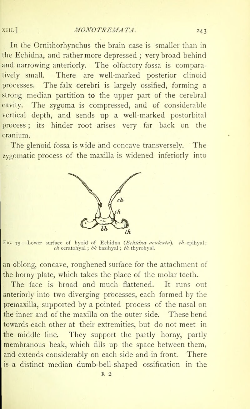 In the Orniihorhynchus the brain case is smaller than in the Echidna, and rather more depressed ; very broad behind and narrowing anteriorly. The olfactory fossa is compara- tively small. There are well-marked posterior clinoid processes. The falx cerebri is largely ossified, forming a strong median partition to the upper part of the cerebral cavity. The zygoma is compressed, and of considerable vertical depth, and sends up a well-marked postorbital process ; its hinder root arises very far back on the cranium. The glenoid fossa is wide and concave transversely. The zygomatic process of the maxilla is widened inferiorly into Fig. 75.—Lower surface of hyoid of Echidna {Eckidjia funleata). eh epihyal; ch ceratohyal ; bJc basihyal; th thyrohyal. an oblong, concave, roughened surface for the attachment of the horny plate, which takes the place of the molar teeth. The face is broad and much flattened. It runs out anteriorly into two diverging processes, each formed by the premaxilla, supported by a pointed process of the nasal on the inner and of the maxilla on the outer side. These bend towards each other at their extremities, but do not meet in the middle line. They support the partly horny, partly membranous beak, which fills up tlie space between them, and extends considerably on each side and in front. There is a distinct median dumb-bell-shaped ossification in the R 2