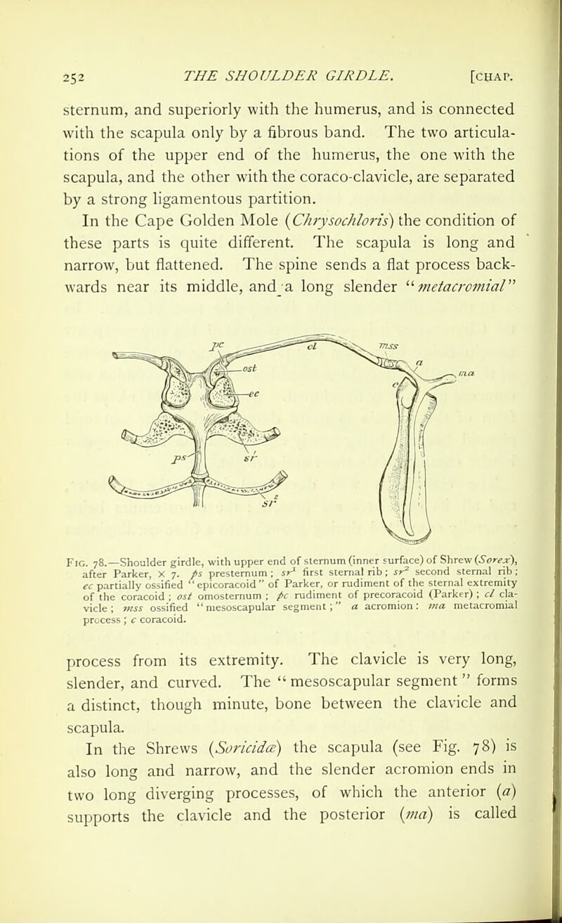 sternum, and superiorly with the humerus, and is connected with the scapula only by a fibrous band. The two articula- tions of the upper end of the humerus, the one with the scapula, and the other with the coraco-clavicle, are separated by a strong ligamentous partition. In the Cape Golden Mole {Chrysochloris) the condition of these parts is quite different. The scapula is long and narrow, but flattened. The spine sends a flat process back- wards near its middle, and a long slender 7netacronnal Fig. 78.—Shoulder girdle, with upper end of sternum (inner surface) o{%\\r<t^(Sorex), after Parker, X 7. ts presternum; sr first sternal rib; sr^ second sternal rib : partially ossified epicoracoid of Parker, or rudiment of the sternal extremity of the coracoid ; ost omosternum ; pc rudiment of precoracoid (Parker) ; cl cla- vicle ; mss ossified  mesoscapular segment; a acromion: ma metacromial process; c coracoid. process from its extremity. The clavicle is very long, slender, and curved. The  mesoscapular segment  forms a distinct, though minute, bone between the clavicle and scapula. In the Shrews {Soricidcc) the scapula (see Fig. 78) is also long and narrow, and the slender acromion ends in two long diverging processes, of which the anterior {d) supports the clavicle and the posterior {ma) is called