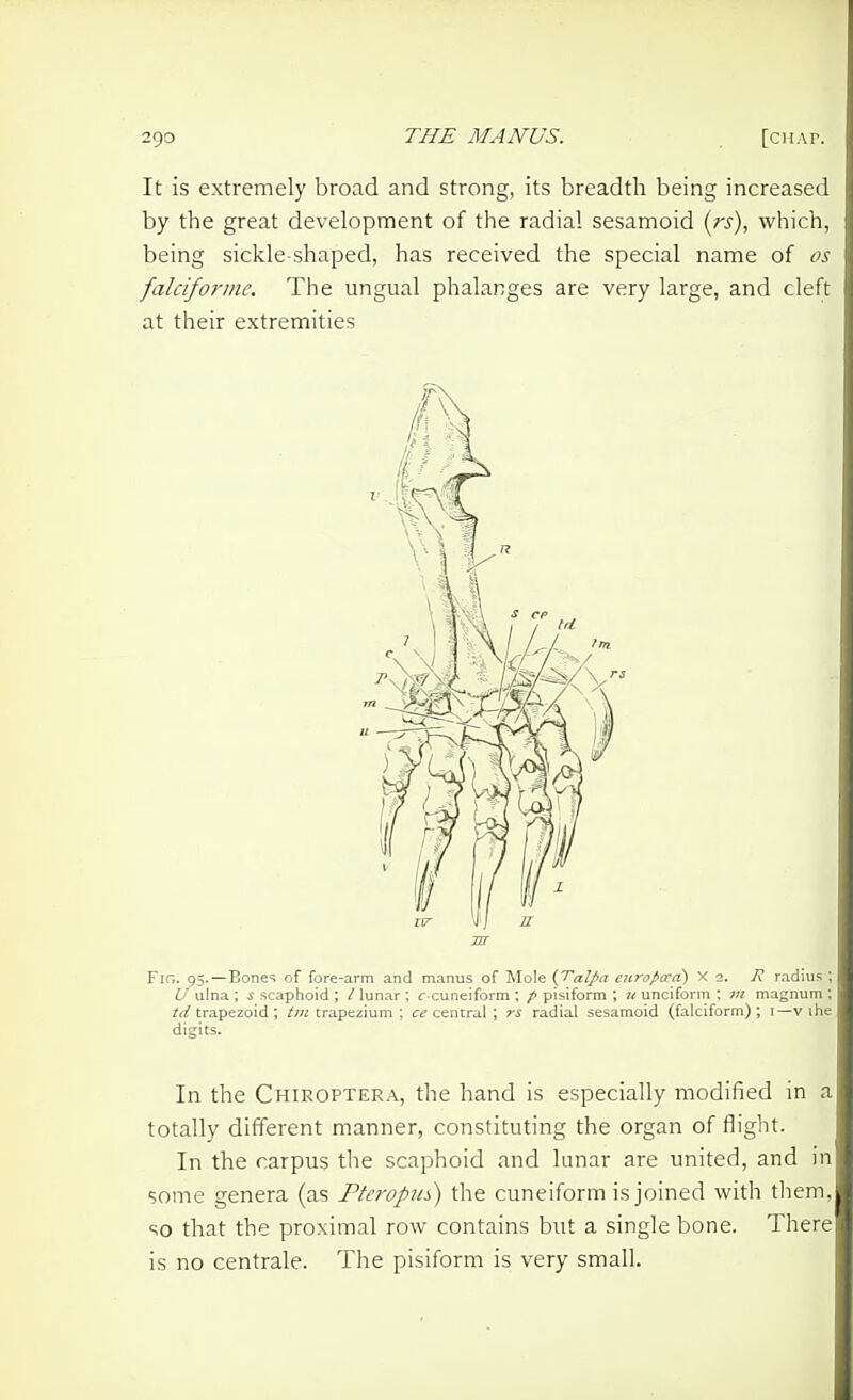 It is extremely broad and strong, its breadth being increased by the great development of the radial sesamoid (rs), which, being sickle-shaped, has received the special name of os falciformc. The ungual phalanges are very large, and cleft at their extremities Fig. 95.—Bones of fore-arm and manus of Mole {TaIJ>a europo:a) X 2. R radius ; U ulna; i scaphoid ; / lunar; c-cuneiform; p pisiform ; 71 unciform ; 111 magnum ; td trapezoid ; tm trapezium ; ce central ; rs radial sesamoid (falciform) ; i—v ihe digits. In the Chiroptera, the hand is especially modified in a totally different manner, constituting the organ of flight. In the carpus tlie scaphoid and lunar are united, and in some genera (as Pteropm) the cuneiform is joined with them, so that the proximal row contains but a single bone. There is no centrale. The pisiform is very small.