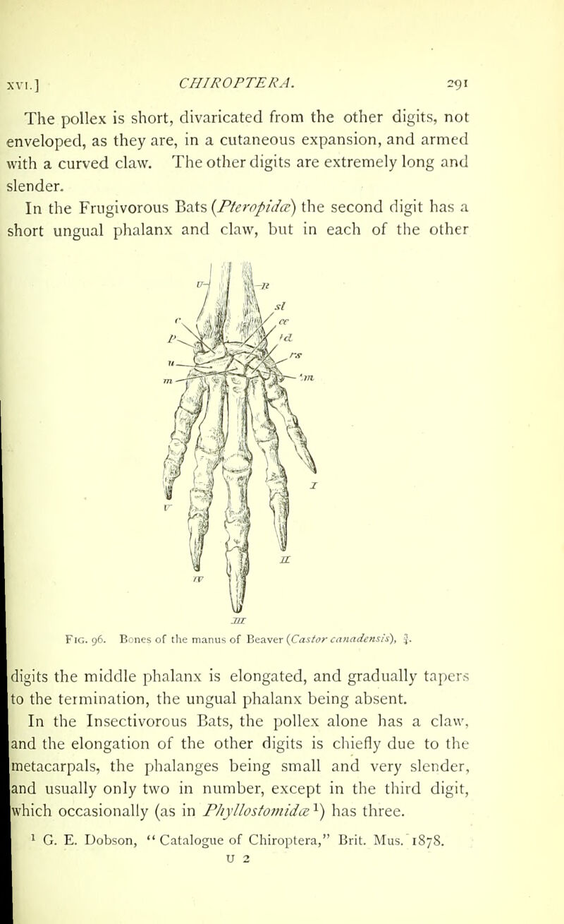 The pollex is short, divaricated from the other digits, not enveloped, as they are, in a cutaneous expansion, and armed with a curved claw. The other digits are extremely long and slender. In the Frugivorous Bats (^Pteropidcc) the second digit has a short ungual phalanx and claw, but in each of the other digits the middle phalanx is elongated, and gradually tapers to the termination, the ungual phalanx being absent. In the Insectivorous Bats, the pollex alone has a claw, and the elongation of the other digits is chiefly due to the metacarpals, the phalanges being small and very slender, and usually only two in number, except in the third digit, which occasionally (as in Phyllostomida: has three. 1 G. E. Dobson,  Catalogue of Chiroptera, Brit. Mus.1878. Fig. 96. Bones of the manus U 2