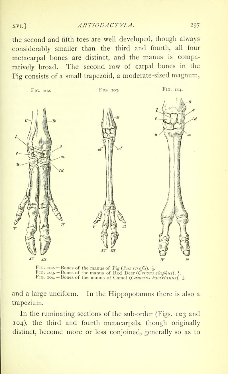 the second and fifth toes are well developed, though always considerably smaller than the third and fourth, all four metacarpal bones are distinct, and the manus is compa- ratively broad. The second row of carpal bones in the Pig consists of a small trapezoid, a moderate-sized magnum. ^ m IV III Fig. 102. —Bones of the manus of Pig (Sus scrofd). J. Tig. 103.—Bones of the manus of Red Deer (Cerz/us elaphus), \. Fig. 104.—Bones of the manus of Camel iCamelus bactrianns), \. and a large unciform. In the Hippopotamus there is also a trapezium. In the ruminating sections of the sub-order (Figs. 103 and 104), the third and fourth metacarpals, though originally distinct, become more or less conjoined, generally so as to