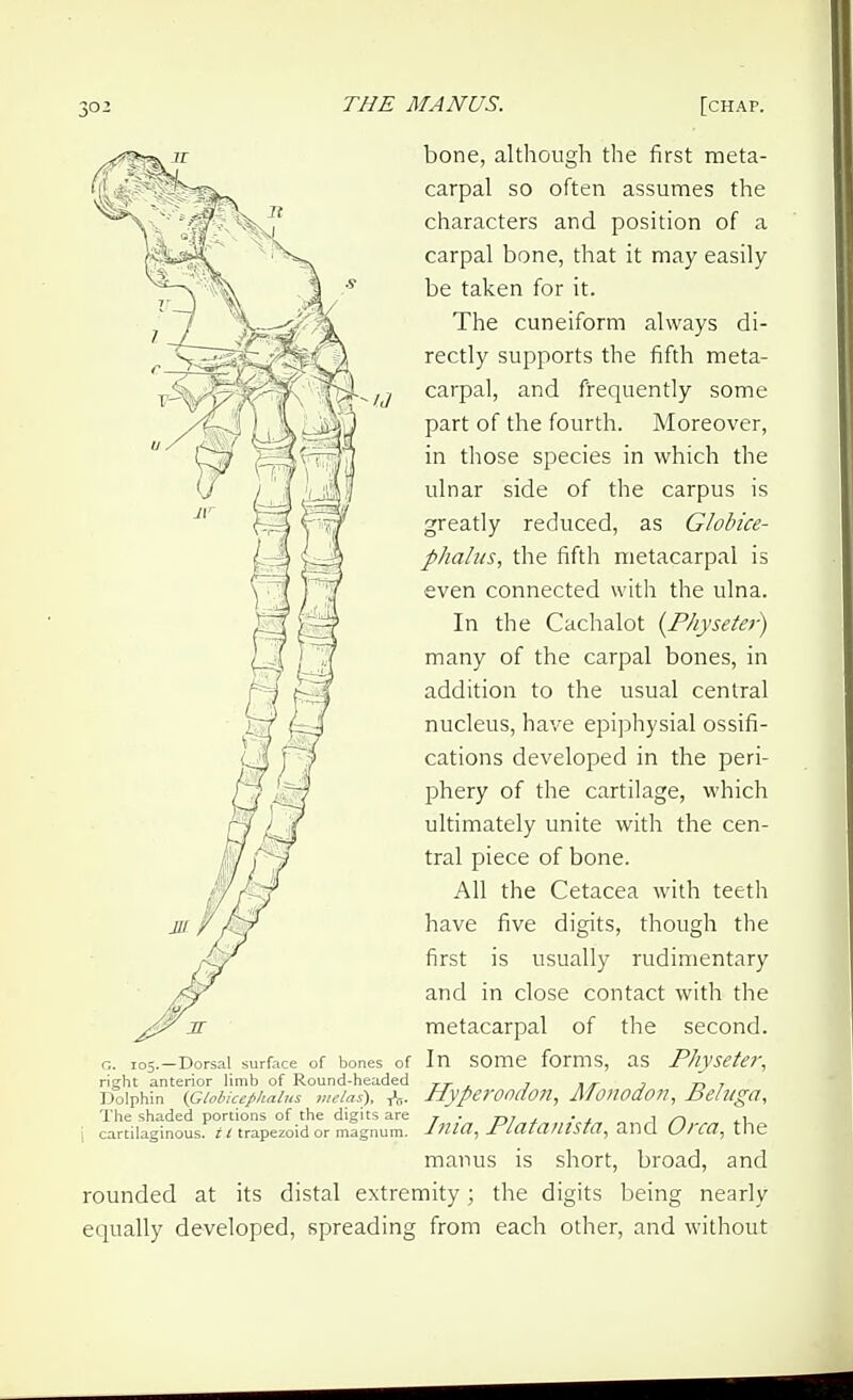 G. 105.—Dorsal surface of bones of right anterior limb of Round-headed Dolphin {(^lohicepkalus vielas)^ -/fj- The shaded portions of the digits are i cartilaginous. ? ^ trapezoid or magnum. rounded at its distal extrei equally developed, spreading bone, although the first meta- carpal so often assumes the characters and position of a carpal bone, that it may easily be taken for it. The cuneiform always di- rectly supports the fifth meta- carpal, and frequently some part of the fourth. Moreover, in those species in which the ulnar side of the carpus is greatly reduced, as Globice- phalus, the fifth metacarpal is even connected with the ulna. In the Cachalot {P/iyseter) many of the carpal bones, in addition to the usual central nucleus, have epiphysial ossifi- cations developed in the peri- phery of the cartilage, which ultimately unite with the cen- tral piece of bone. All the Cetacea with teeth have five digits, though the first is usually rudimentary and in close contact with the metacarpal of the second. In some forms, as P/iysetei; Hyperoodon, Afoiiodon, Beluga, Inia, Plataiiista, and Orca^ the maims is short, broad, and nity; the digits being nearly from each other, and without