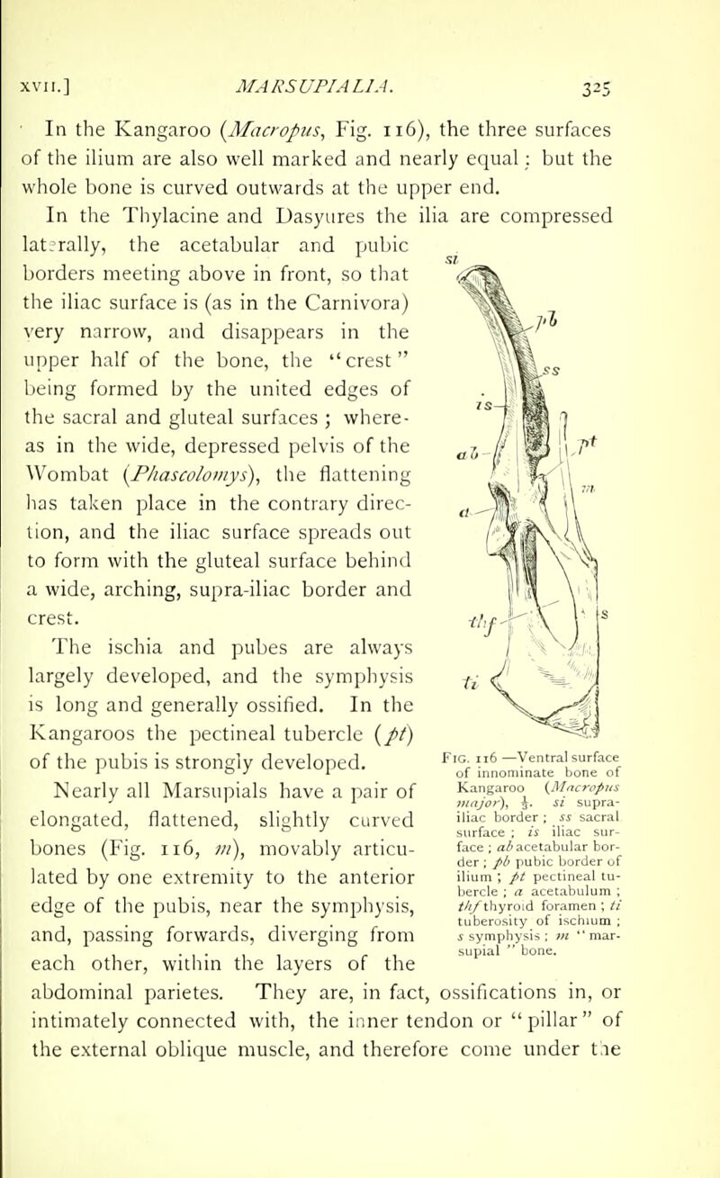 ■ In the Kangaroo {Macropus, Fig. 116), the three surfaces of the ilium are also well marked and nearly equal; but the whole bone is curved outwards at the upper end. In the Thylacine and Dasyures the ilia are compressed lat: rally, the acetabular and pubic SI, borders meeting above in front, so that the iliac surface is (as in the Carnivora) very narrow, and disappears in the upper half of the bone, the crest being formed by the united edges of the sacral and gluteal surfaces ; where- as in the wide, depressed pelvis of the Wombat {F/tasco/oi/iys), the flattening has taken place in the contrary direc- tion, and the iliac surface spreads out to form with the gluteal surface behind a wide, arching, supra-iliac border and crest. The ischia and pubes are always largely developed, and the symphysis is long and generally ossified. In the Kangaroos the pectineal tubercle (//) of the pubis is strongly developed. Nearly all Marsupials have a pair of elongated, flattened, slightly curved bones (Fig. 116, ;//), movably articu- lated by one extremity to the anterior edge of the pubis, near the symphj'sis, and, passing forwards, diverging from each other, within the layers of the abdominal parietes. They are, in fact, ossifications in, or intimately connected with, the inner tendon or pillar of the external oblique muscle, and therefore come under tae IG. 116 —Ventral surface of innoniinate bone of Kangaroo (Macropiis jiuijor), ^. si supra- iliac border ; is sacral surface ; is iliac sur- face : a/'acetabular bor- der ; pb pubic border of ilium ; pt pectineal tu- bercle : a acetabulum ; thf thyroid foramen ; tuberosity of ischium ; s symphysis ; in mar- supial  bone.