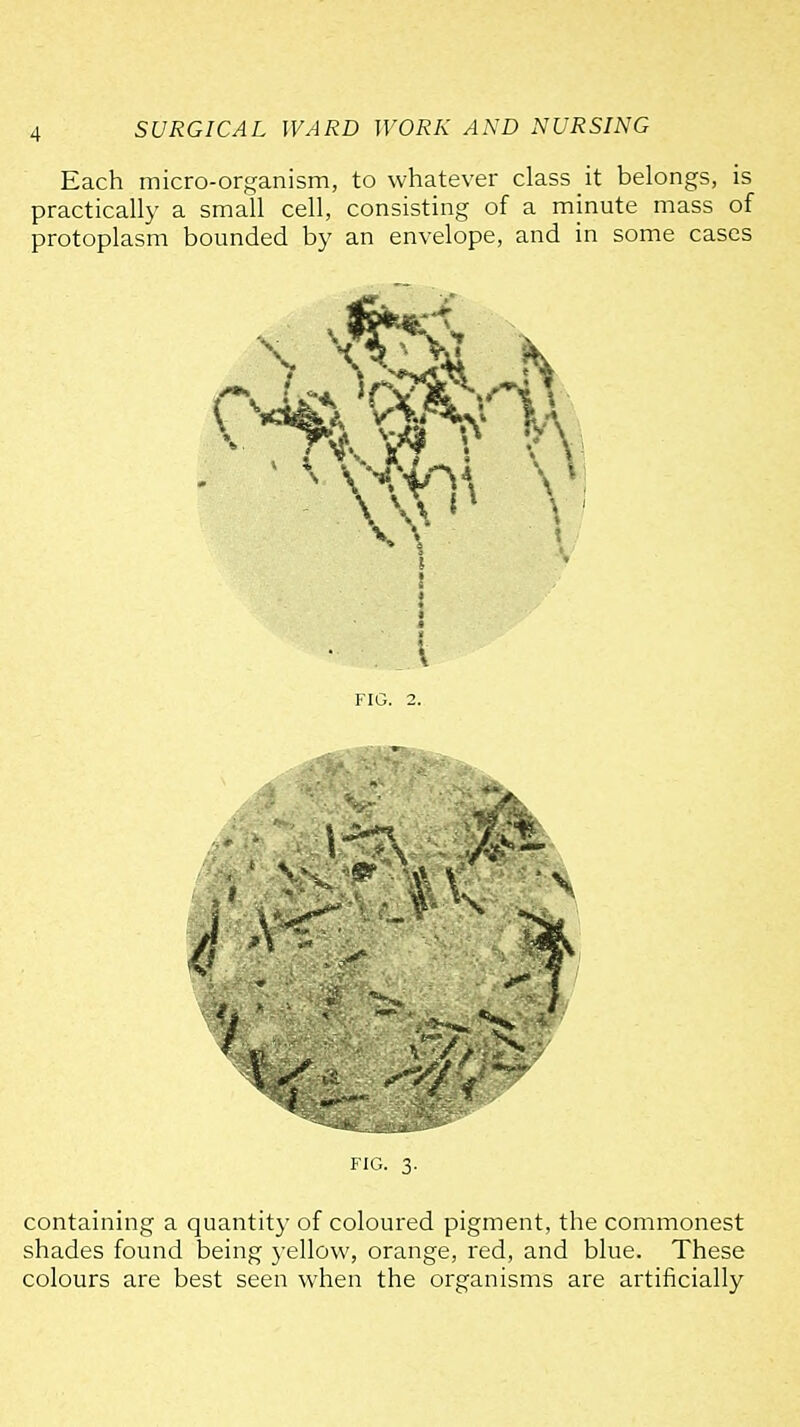 Each micro-organism, to whatever class it belongs, is practically a small cell, consisting of a minute mass of protoplasm bounded by an envelope, and in some cases FIG. 3. containing a quantity of coloured pigment, the commonest shades found being 3'ellow, orange, red, and blue. These colours are best seen when the organisms are artificially