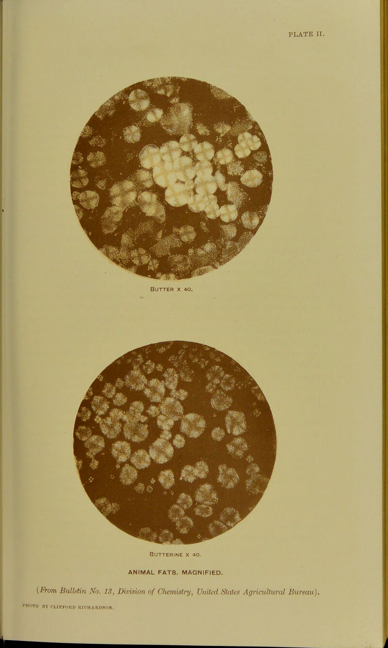 PLATE 11. Buttering x 40. ANIMAL FATS. MAGNIFIED. (/'Vowl Bulletin No. 13, Division of Chemistry, United SUttes Agricultural Bureau). I'lIOTO IIY <:I.1FFI1I1II KHUIArillPdN.