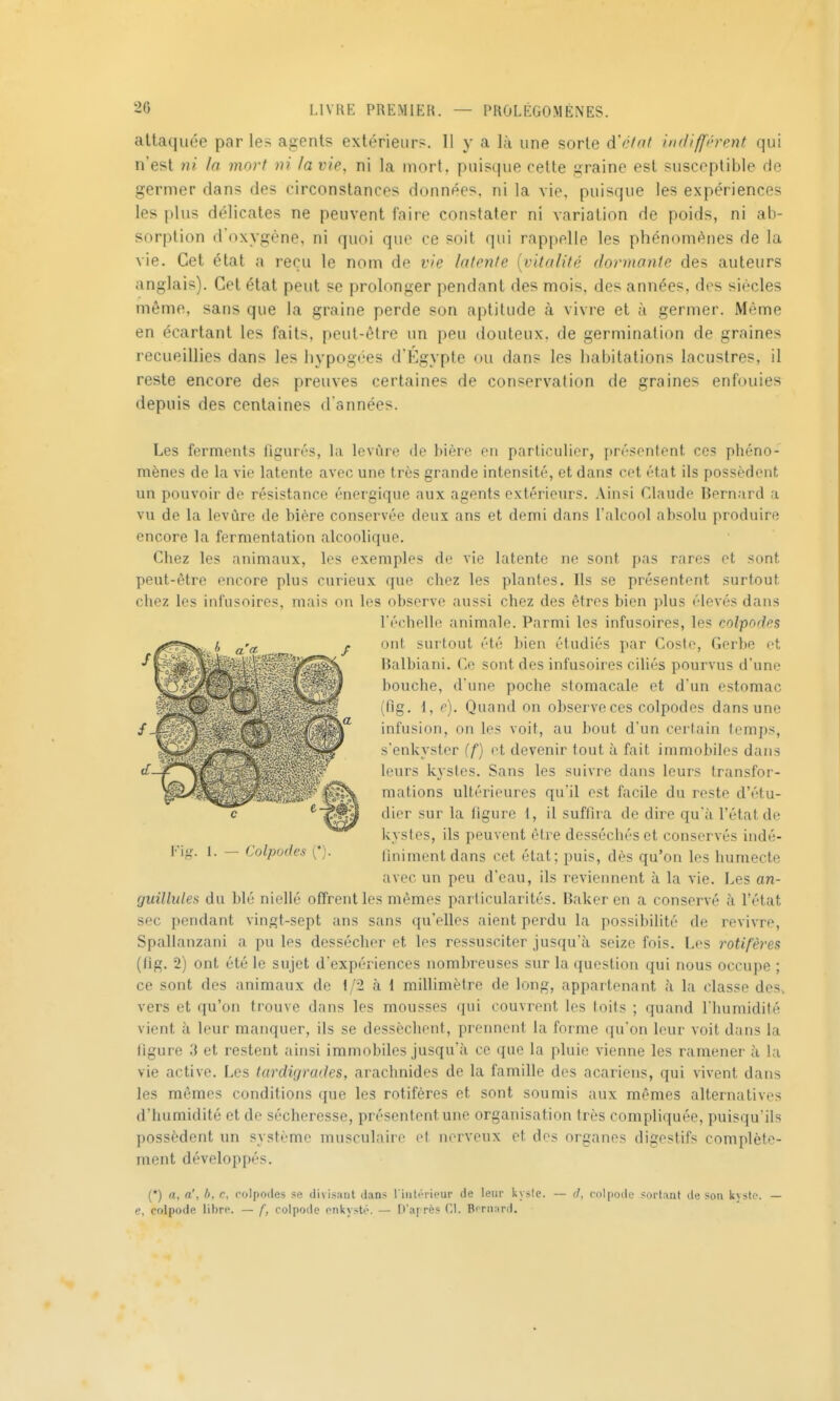 attaquée par les agents extérieur?. Il y a là une sorte d'cfnt imliprent qui n'est ni la mort ni la vie, ni la mort, puisque cette graine est susceptible de germer dans des circonstances données, ni la vie. puisque les e.xpériences les plus délicates ne peuvent faire constater ni variation de poids, ni ab- sorption d'oxygène, ni quoi que ce soit qui rappelle les phénomènes de la vie. Cet état a reçu le nom de vie latente [vitalité dormante des auteurs anglais). Cet état peut se prolonger pendant des mois, des années, des siècles même, sans que la graine perde son aptitude à vivre et à germer. Même en écartant les faits, peut-être un peu douteux, de germination de graines recueillies dans les hypogées d'Egypte ou dan? les habitations lacustres, il reste encore des preuves certaines de conservation de graines enfouies depuis des centaines d'années. Les ferments figurés, la levure de bière en particulier, présentent ces phéno- mènes de la vie latente avec une très grande intensité, et dans cet état ils possèdent un pouvoir de résistance énergique aux agents extérieurs. Ainsi Claude Bernard a vu de la levure de bière conservée deux ans et demi dans l'alcool absolu produire encore la fermentation alcoolique. Chez les animaux, les exemples de vie latente ne sont pas rares et sont peut-être encore plus curieux que chez les plantes. Ils se présentent surtout chez les infusoires, mais on les observe aussi chez des êtres bien plus élevés dans l'échelle animale. Parmi les infusoires, les colpodes ont surtout été bien étudiés par Costo, Gerbe et Halbiaui. Ce sont des infusoires ciliés pourvus d'une bouche, d'une poche stomacale et d'un estomac (fig. 1, e). Quand on observe ces colpodes dans une infusion, on les voit, au bout d'un certain temps, s'enkyster (f) et devenir tout à fait immobiles dans leurs kystes. Sans les suivre dans leurs transfor- mations ultérieures qu'il est facile du reste d'étu- dier sur la figure 1, il suffira de dire qu'à l'état de kystes, ils peuvent être desséchés et conservés indé- linimentdans cet état; puis, dès qu'on les humecte avec un peu d'eau, ils reviennent à la vie. Les an- Quillules du blé niellé offrent les mêmes particularités. Baker en a conservé à l'état sec pendant vingt-sept ans sans qu'elles aient perdu la possibilité de revivre, Spallanzani a pu les dessécher et les ressusciter jusqu'à seize fois. Les rotifères (fig. 2) ont été le sujet d'expériences nombreuses sur la question qui nous occupe ; ce sont des animaux de t/2 à 1 millimètre de long, appartenant à la classe des, vers et qu'on trouve dans les mousses qui couvrent les toits ; quand l'humidité vient à leur manquer, ils se dessèchent, prennent la forme qu'on leur voit dans la ligure 3 et restent ainsi immobiles jusqu'à ce que la pluie vienne les ramener à la vie active. Les tardigrades, arachnides de la famille des acariens, qui vivent dans les mêmes conditions que les rotifères et sont soumis aux mêmes alternatives d'humidité et de sécheresse, présentent une organisation très compliquée, puisqu'ils possèdent un système musculaire et nerveux et dos organes digestifs complète- ment développés. (*) a, a', b, c, colpodes se divisant dans l'iiitéripur de leur kysle. — (/, colpode sortant de son kyste. — e, colpode libre. — f, colpode enkysté. — D'af rès Cl. Bernard.