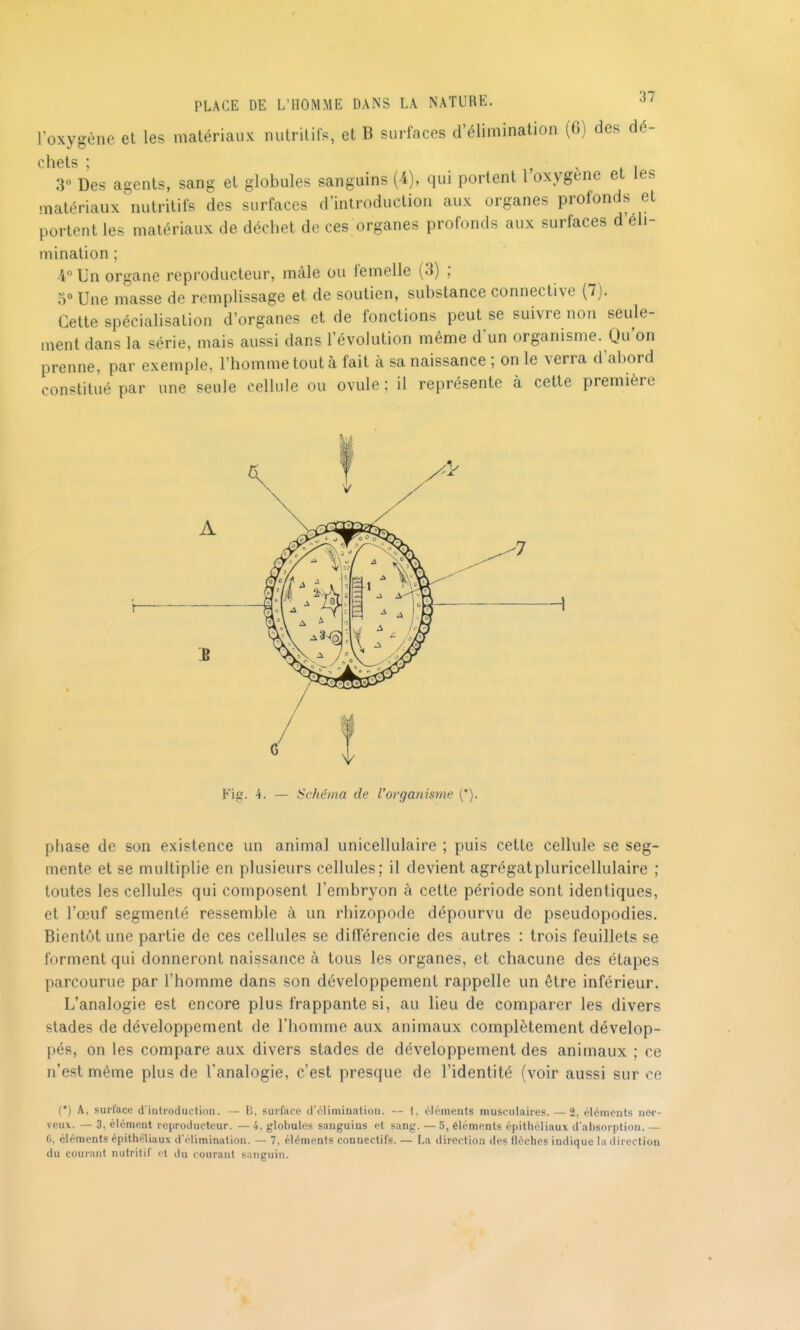 l'oxygène et les matériaux nutritifs, et B surfaces d'élimination (6) des dé- chets * 3« Des ao-ents, sang et globules sanguins (4), qui portent l'oxygène et les matériaux nutritifs des surfaces d'introduction aux organes profonds et portent les matériaux de déchet de ces organes profonds aux surfaces d'éli- mination ; 4° Un organe reproducteur, mâle ou femelle (3) ; o« Une masse de remplissage et de soutien, substance connective (7). Cette spécialisation d'organes et de fonctions peut se suivre non seule- ment dans la série, mais aussi dans l'évolution même d'un organisme. Qu'on prenne, par exemple, l'homme tout à fait à sa naissance ; on le verra d'abord constitué par une seule cellule ou ovule; il représente à cette première A Fig. 4. — Schéma de l'organisme ('). phase de son existence un animal unicellulaire ; puis cette cellule se seg- mente et se multiplie en plusieurs cellules; il devient agrégatpluricellulaire ; toutes les cellules qui composent l'embryon à cette période sont identiques, et l'œuf segmenté ressemble à un rhizopode dépourvu de pseudopodies. Bientôt une partie de ces cellules se différencie des autres : trois feuillets se forment qui donneront naissance à tous les organes, et chacune des étapes parcourue par l'homme dans son développement rappelle un être inférieur. L'analogie est encore plus frappante si, au lieu de comparer les divers stades de développement de l'homme aux animaux complètement dévelop- pés, on les compare aux divers stades de développement des animaux ; ce n'est même plus de l'analogie, c'est presque de l'identité (voir aussi sur ce (*) A, surface d'introduction. — R. surface d'élimination. — 1. éléments musculaires. — 2, éléments nei- veux. — 3, élément reproducteur. —4. globules sanguins et sang. —5, éléments épithéliaux d'absorption. — 0, éléments épithéliaux d'élimination. — 7, éléments connectifs. — La direction des flèches indique la direction du courant nutritif et du courant s;inguin.
