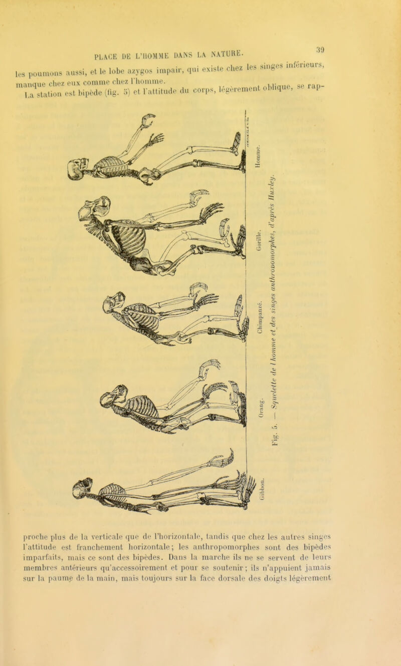 PL\t:E DE L'HOMME DAÎSS L.\ NATURE. les poumons aussi, et le lobe azygos impair, qu. existe chez les singes inférieurs, manque chez eux comme chez I homme. ^hiinne se rap- La station est bipède (lig. o) et l'attitude du corps, légèrement oblique, se rap firochc plus de la verticale que de l'horizoïitaic, tandis que chez les autres singes rattilude est franchement horizontale; les anthropomorphes sont des bipèdes imparfaits, niais ce sont des bipèdes. Dans la marche ils ne se servent de leurs membres antérieurs qu'accessoirement et pour se soutenir; ils n'appuient jamais sur la paume de la main, mais toujours sur la face dorsale des doigts légèrement