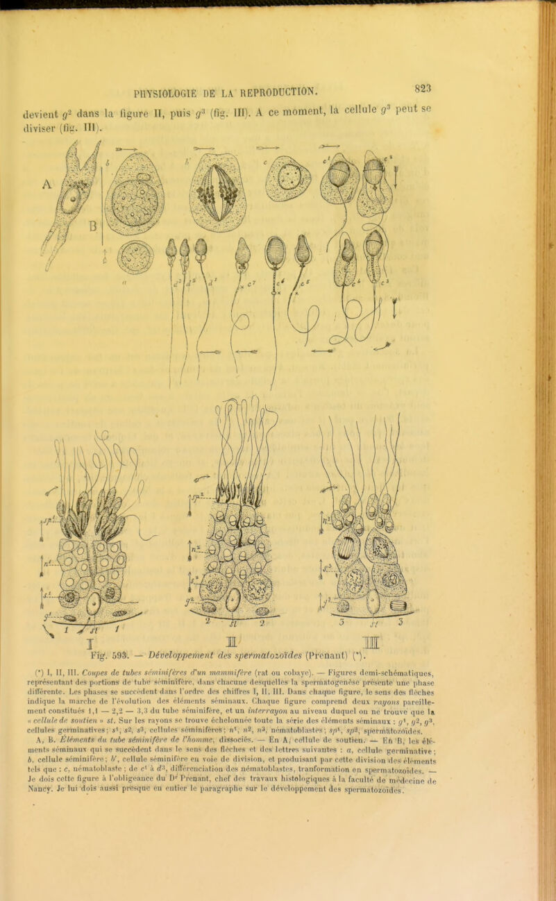 devient g'- dans la figure II, puis (fig. III). A ce moment, la cellule g^ peut diviser {ivJ.- IHj. Fig*. 59S. — Développement des spermatozoïdes {Prcn.ant) ('). (*) 1, II, 111. Coupes de tubea séminifères d'un mammifère (rat ou cobaye). — Figures demi-schématiques, représentant des portions de tube sétninifèrc, dans chacune desquelles la spermatogenAse présente une pbasc différente. Les phases se surci-dent dans l'ordre des chiirres I, 11, III. Dans chafinc figure, le sens des (lèches indique la marche de révolution des éléments séminaux. Chaque figure comprend deux rnt/ons pareille- ment constitués 1,1 — 2,-2 — 3,:t du tube séminifère, et un interrayon au niveau duquel ou ne trouve que la « cellule de soutien » st. Sur les rayons se trouve échelonnée toute la série des éléments séminaux : (j\ ijï, g^, cellules germinafives; i*, «2, «3, cellules séminifères; n'; «2, n*, nématolilastés; s/i*, xpi, spcrrfitilozoïdes. A, B. Eléments du tube séminifère de l'homme, dissociés. — En A; cellule de soutien. — l<h R, les élé- ments séminaux qui se succèdent dans le sens des flèches et des lettres suivantes : a, cellule germinativc ; 6. cellule séminifère; h', cellule séminifère en voie de division, et produisant par cette division des éléments tels que : c, nématoblaste ; de à rf-', ilifl'érenciation des nématoblastes, tranformation en spermatozoïdes. Je dois cette figure à l'oliligeance du D' Prenant, chef des travaux histologiques à la faculté de médecine de Nancy. Je lui dois aussi prés(iue eu entier le paragraphe sur le développement des spermatozoïdes.