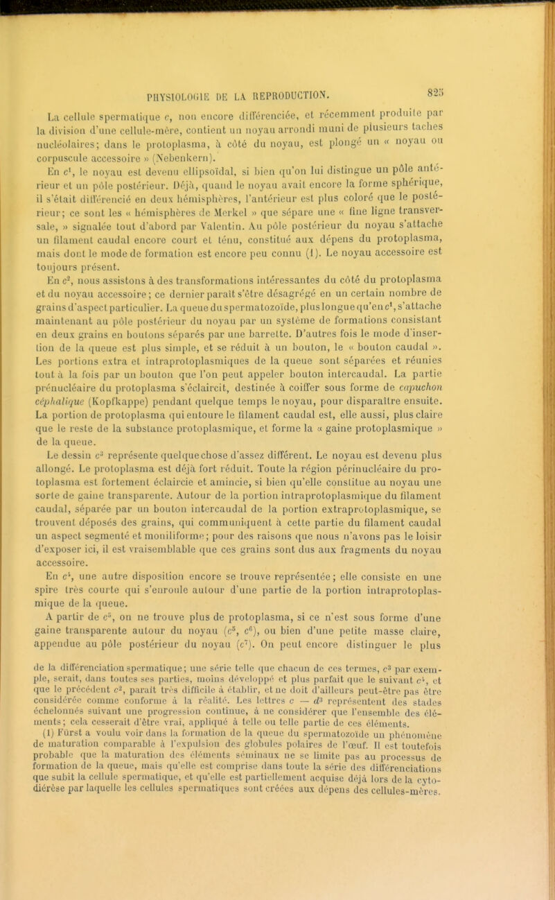 La cellule spermatique c, non encore ditlereiiciée, el récemment produile par la division d'une cellule-mère, contient un noyau arrondi muni de plusieurs taches nucléolaires; dans le proloplasma, à coté du noyau, est plongé un « noyau ou corpuscule accessoire » (Nebenkern). En c', le noyau est devenu ellipsoïdal, si bien qu'on lui distingue un pôle anté- rieur et un pôle postérieur. Déjà, quand le noyau avait encore la forme spliérique, il s'était diti'érencié en deux hémisphères, l'antérieur est plus coloré que le posté- rieur; ce sont les u hémisphères de Merkel » que sépare une « fine ligne transver- sale, » signalée tout d'abord par Valentin. Au pôle postérieur du noyau s'attache un filament caudal encore court et ténu, constitué aux dépens du protopiasma, mais dont le mode de formation est encore peu connu (1). Le noyau accessoire est toujours présent. En nous assistons à des transformations intéressantes du côté du protoplasma et du noyau accessoire; ce dernier paraît s'être désagrégé en un certain nombre de grains d'aspect particulier. La queue du spermatozoïde, plus longue qu'en c', s'attache maintenant au pôle postéiieur du noyau par un système de formations consistant en deux grains en boutons séparés par une barrette. D'autres fois le mode d'inser- tion de la queue est plus simple, et se réduit à un bouton, le « bouton caudal ». Les portions extra et intraprotoplasmiques de la queue sont séparées et réunies tout à la fois par un bouton que l'on peut appeler bouton intercaudal. La partie prénucléaire du protoplasma s'éclaircit, destinée à coitfer sous forme de capuchon céplialique (Kopfkappe) pendant quelque temps le noyau, pour disparaître ensuite. La portion de protoplasma qui entoure le filament caudal est, elle aussi, plus claire que le reste de la substance protoplasmique, et forme la a gaine protoplasmique » de la queue. Le dessin représente quelque chose d'assez différent. Le noyau est devenu plus allongé. Le protoplasma est déjà fort réduit. Toute la région périnucléaire du pro- toplasma est fortement éclaircie et amincie, si bien qu'elle constitue au noyau une sorte de gaine transparente. Autour de la portion intraprotoplasnii(jue du filament caudal, séparée par un bouton intercaudal de la portion extraprotoplasmique, se trouvent déposés des grains, qui communiquent à cette partie du filament caudal un aspect segmenté et moniliforme; pour des raisons que nous n'avons pas le loisir d'exposer ici, il est vraisemblable que ces grains sont dus aux fragments du noyau accessoire. En c*, une autre disposition encore se trouve représentée; elle consiste en une spire très courte qui s'enroule autour d'une partie de la portion intraprotoplas- mique de la queue. A partir de c, on ne trouve plus de protoplasma, si ce n'est sous forme d'une gaine transparente autour du noyau (c^, c^), ou bien d'une pelite masse claire, appeudue au pôle postérieur du noyau (c''). On peut encore distinguer le plus de la difTérenciationspermatique; une scric telle que chacun de ces tortues, par exem- ple, serait, dans toutes ses parties, moins dèvcloppi et plus parfait que le suivant c'*, et que le précédent c^, parait très difficile à établir, et ne doit d'ailleurs peut-être pas être cousidérée comme conforme à la réalité. Les lettres c — rf;> représentent des stades échelonnés suivant une progression continue, à ne considérer que l'ensemble des élé- ments; cela cesserait d'être vrai, appliqué à telle ou telle partie de ces éléments. (1) Furst a voulu voir dans la funuatiun de la queue du spermatozoïde un phénomène de maturation comparable à l'expulsion des globules polaires de l'œuf. Il est toutefois probable que la maturation des éléments séminiiux ne se limite pas au procossus de formation de la queue, mais qu'elle est comprise dans toute la série des ditl'érenciations que subit la cellule spermatique, et qu'elle est partiellement acquise déjà lors de la cyto- diérèse par laquelle les cellules spcrmatiques sont créées aux dépens des cellules-mères.
