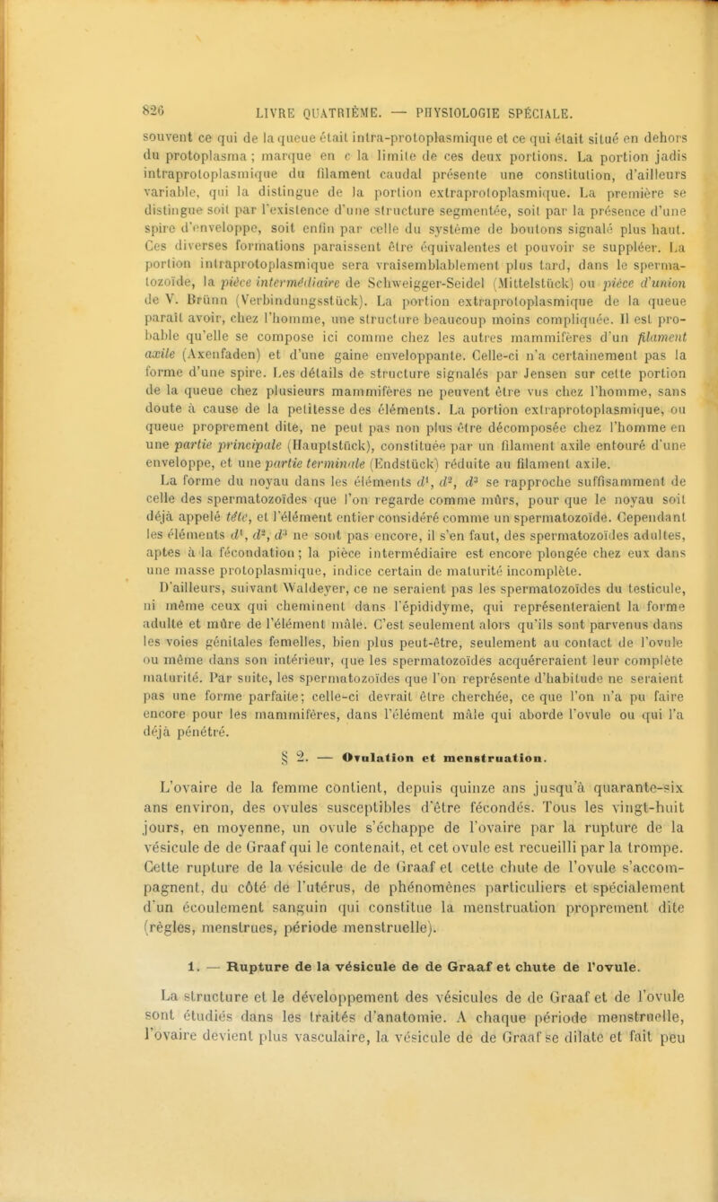 souvent ce qui de la queue était inlra-protopkismique et ce qui était situé en dehors du protoplasma ; marque en c la limite de ces deux portions. La portion jadis intraproloplasmique du filament caudal présente une constitution, d'ailleurs variable, qui la distingue de la portion exlraproloplasmique. La première se distingue soit par l'existence d'une structure segmentée, soit par la présence d'une spire d'enveloppe, soit enfin par celle du système de boulons signalé plus haut. Ces diverses formations paraissent être équivalentes et pouvoir se suppléer. La portion intraproloplasmique sera vraisemblablement plus tard, dans le sperma- tozoïde, la pièce intevmédtaire de Sclnveigger-Seidel (Mittelstïick) ou pièce d'union de V. Briïnn (Verbindungsstuck). La portion exlraproloplasmique de la queue paraît avoir, chez l'homme, une structure beaucoup moins compliquée. Il est pro- bable qu'elle se compose ici comme chez les autres mammifères d'un filament axile (Axenfaden) et d'une gaine enveloppante. Celle-ci n'a certainement pas la forme d'une spire. Les détails de structure signalés par Jensen sur cette portion de la queue chez plusieurs mammifères ne peuvent être vus chez l'homme, sans doute à cause de la petitesse des éléments. La portion exlraproloplasmique, ou queue proprement dite, ne peut pas non plus être décomposée chez l'homme en une ■partie principale (Hauplstuck), constituée par un filament axile entouré d'une enveloppe, et une partie terminale (Endsliick) réduite au filament axile. La forme du noyau dans les éléments d^, d^, d^ se rapproche suffisamment de celle des spermatozoïdes que l'on regarde comme mûrs, pour que le noyau soit déjà appelé tétc, et l'élément entier considéré comme un spermatozoïde. Cependant les éléments d^, d-, # ne sont pas encore, il s'en faut, des spermatozoïdes adultes, aptes à'la fécondation; la pièce intermédiaire est encore plongée chez eux dans une masse protoplasmique, indice certain de maturité incomplète. D'ailleurs, suivant Waldeyer, ce ne seraient pas les spermatozoïdes du testicule, ni même ceux qui cheminent dans Tépididyme, qui représenteraient la forme adulte et mûre de l'élément mâle. C'est seulement alors qu'ils sont parvenus dans les voies génitales femelles, bien plus peut-être, seulement au contact de l'ovule ou même dans son intérieur, que les spermatozoïdes acquéreraient leur complète maturité. Par suite, les spermatozoïdes que l'on représente d'habitude ne seraient pas une forme parfaite; celle-ci devrait être cherchée, ce que l'on n'a pu faire encore pour les mammifères, dans l'élément mâle qui aborde l'ovule ou qui l'a déjà pénétré. § 2. — OTulation et menstruation. L'ovaire de la femme contient, depuis quinze ans jusqu'à quarante-fsix ans environ, des ovules susceptibles d'être fécondés. Tous les vingt-huit jours, en moyenne, un ovule s'échappe de l'ovaire par la rupture de la vésicule de de Graaf qui le contenait, et cet ovule est recueilli par la trompe. Cette rupture de la vésicule de de Graaf et cette chute de l'ovule s'accom- pagnent, du côté de l'utérus, de phénomènes particuliers et spécialement d'un écoulement sanguin qui constitue la menstruation proprement dite (règles, menstrues, période menstruelle). 1. — Rupture de la vésicule de de Graaf et chute de l'ovule. La structure et le développement des vésicules de de Graaf et de l'ovule sont étudiés dans les traités d'anatomie. A chaque période menstrnelle, l'ovaire devient plus vasculaire, la vésicule de de Graaf se dilate et fait peu