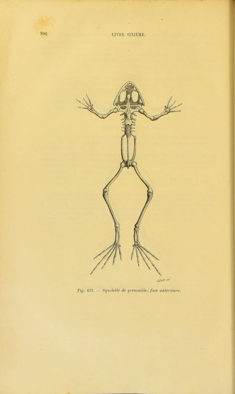 Fig. 622. — Squelette de grenouille ; face antérieure.