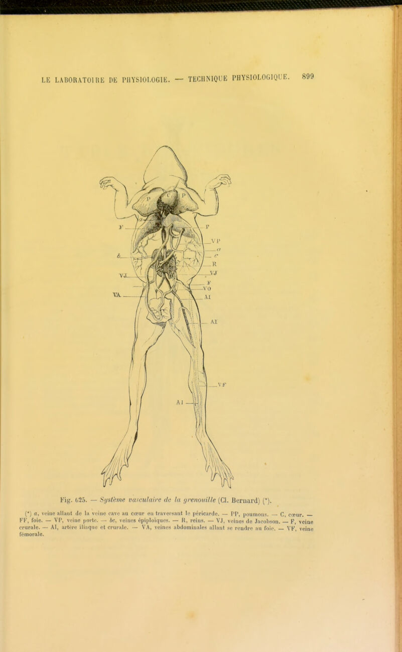 Fig. 025. — Sijslème va^ciilaire de la (jrenouille (Cl. Bernard) ('). (*) a, veine allant de la veine cave au cœur en traversant li\ péricarde. — PP, poumons. C, cœur. FF, foie. — VP, veine porte. — bc, veines épiploïques. — U, reins. — V.), veines de Jaeobson. — F, veine crurale. — AI, artère iiiuqtie nt crtnalo. — VA, veines abdominales allant se rendre au foie. VF, veine fémorale.