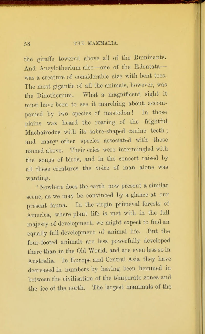 the giraffe towered above all of the Euminants. And Ancylotherium also—one of the Edentata- was a creature of considerable size with bent toes. The most gigantic of all the animals, however, was the Dinotheriiim. What a magnificent sight it must have been to see it marching about, accom- panied by two species of mastodon! In those plains was heard the roaring of the frightful Machairodus with its sabre-shaped canine teeth ; and many other species associated with those named above. Their cries were intermingled with the songs of birds, and in the concert raised by all these creatures the voice of man alone was wanting. ' Nowhere does the earth now present a similar scene, as we may be convinced by a glance at our present fauna. In the virgin primeval forests of America, where plant hfe is met with in the full majesty of development, we might expect to find an equally full development of animal life. But the four-footed animals are less powerfully developed there than in the Old World, and are even less so in Australia. In Europe and Central Asia they have decreased in numbers by having been hemmed in between the civilisation of the temperate zones and the ice of the north. The largest mammals of the