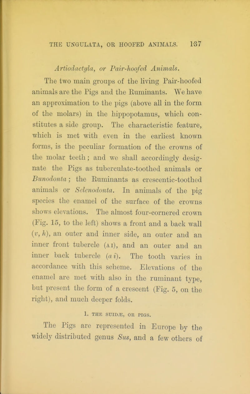 Artiodactyla, or Pair-hoofed Animals. The two main groups of the Hvmg Pah--hoofed animals are the Pigs and the Ruminants. We have an approximation to the pigs (above all in the form of the molars) in the hippopotamus, which con- stitutes a side group. The characteristic feature, which is met with even in the earliest known forms, is the peculiar formation of the crowns of the molar teeth; and we shall accordingly desig- nate the Pigs as tuberculate-toothed animals or Bunodonta ; the Euminants as crescentic-toothed animals or Seleuodonta. In animals of the pig species the enamel of the surface of the crowns shows elevations. The almost four-cornered crown (Fig. 15, to the left) shows a front and a back wall (i-, h), an outer and inner side, an outer and an inner front tubercle (ai), and an outer and an inner back tubercle (ai). The tooth varies in accordance with this scheme. Elevations of the enamel are met with also in the ruminant type, but present the form of a crescent (Fig. 5, on the right), and much deeper folds. 1. THE suid;e, or pigs. The Pigs are represented in Europe by the widely distributed genus Sus, and a few others of