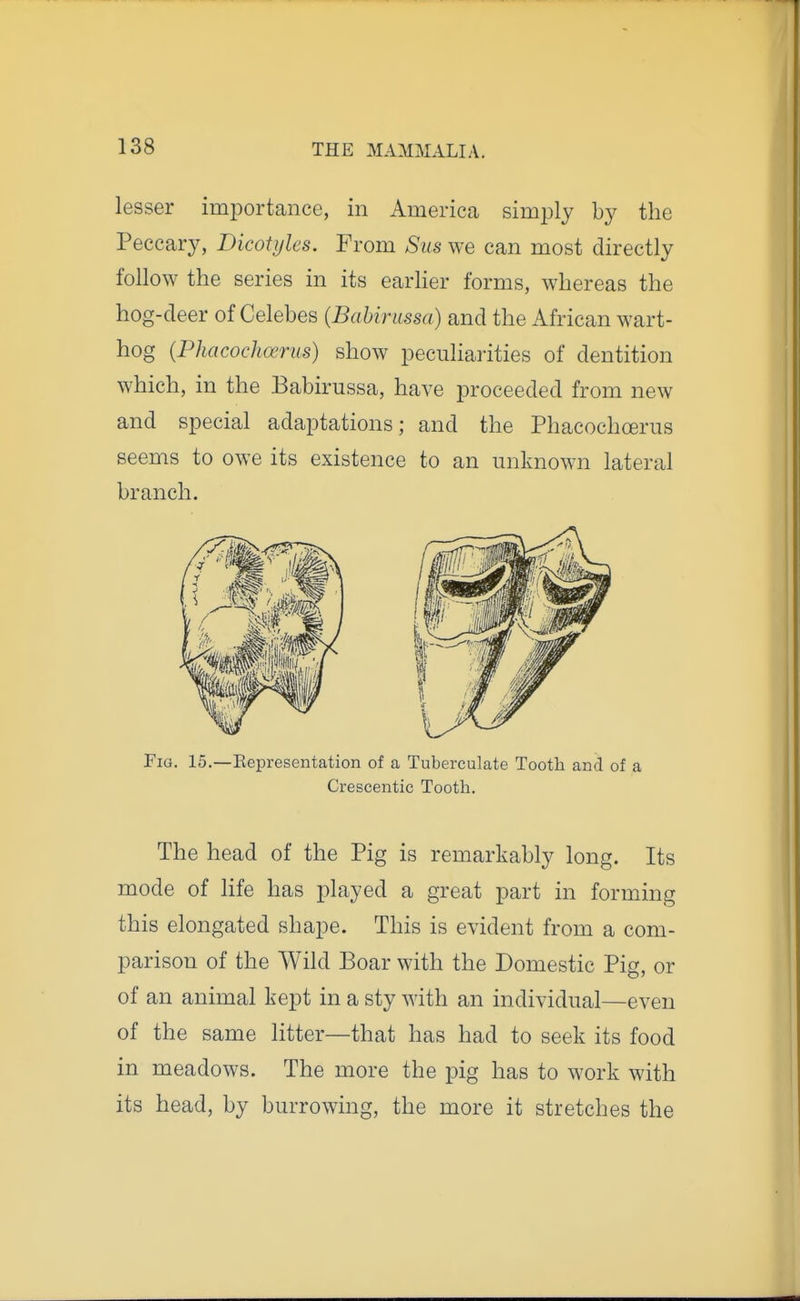 lesser importance, in America simjDly by the Peccary, Dicotyles. From Sus we can most directly follow the series in its earher forms, whereas the hog-deer of Celebes (Bahirussa) and the African wart- hog (Phacochoerus) show peculiarities of dentition which, in the Babirussa, have proceeded from new and special adaptations; and the Phacochoerus seems to owe its existence to an unknown lateral branch. Fig. 15.—Eepresentation of a Tuberculate Tooth and of a Crescentic Tooth. The head of the Pig is remarkably long. Its mode of life has played a great part in forming this elongated shape. This is evident from a com- parison of the Wild Boar with the Domestic Pig, or of an animal kept in a sty with an individual—even of the same litter—that has had to seek its food in meadows. The more the pig has to work with its head, by burrowing, the more it stretches the