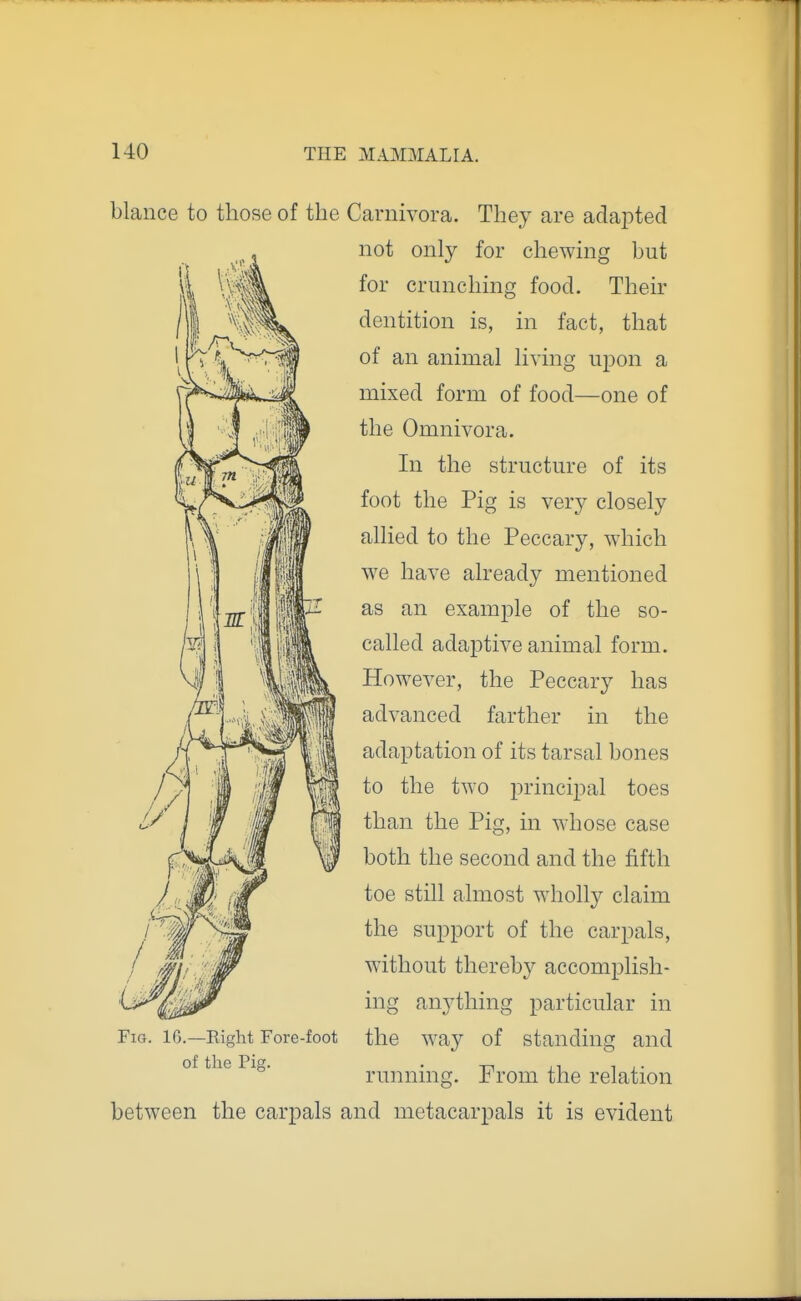 blance to those of the Carnivora. They are adapted not only for chewing but for crunching food. Their dentition is, in fact, that of an animal living upon a mixed form of food—one of the Omnivora. In the structure of its foot the Pig is ver}^ closely allied to the Peccary, which we have already mentioned as an example of the so- called adaptive animal form. However, the Peccary has advanced farther in the adaptation of its tarsal bones to the two principal toes than the Pig, in whose case both the second and the fifth toe still almost wholly claim the support of the car pals, without thereby accomplish- ing anything particular in the way of standing and running. From the relation between the carpals and metacarpals it is evident Fig. 16.—Eight Fore-foot of the Pig.