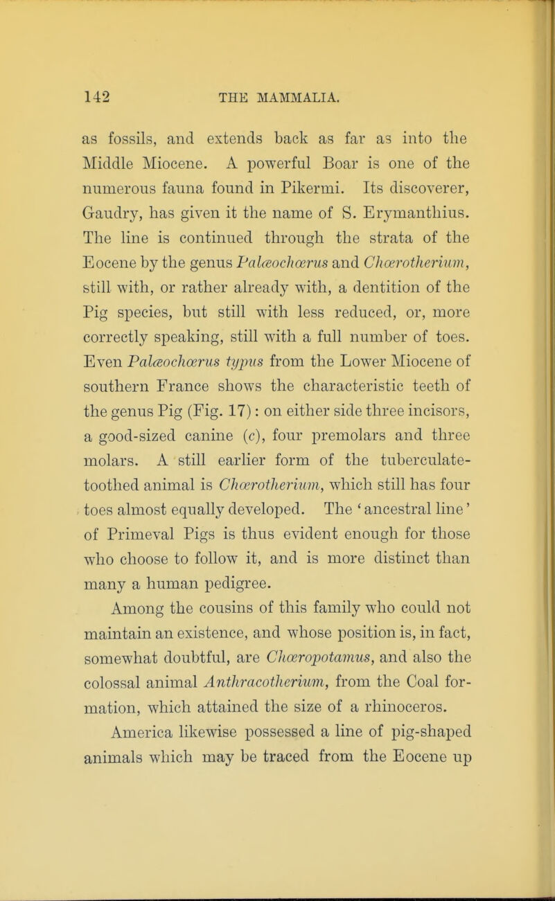 as fossils, and extends back as far as into the Middle Miocene. A powerful Boar is one of the numerous fauna found in Pikermi. Its discoverer, Gaudry, has given it the name of S. Erymantliius, The line is continued through the strata of the Eocene by the genus Pal^eochoerus and Choerotherium, still with, or rather already with, a dentition of the Pig species, but still with less reduced, or, more correctly speaking, still with a full number of toes. Even PalcEochoerus tyjnis from the Lower Miocene of southern France shows the characteristic teeth of the genus Pig (Fig. 17): on either side three incisors, a good-sized canine (c), four premolars and three molars. A still earlier form of the tuberculate- toothed animal is Choerotherium, which still has four toes almost equally developed. The ' ancestral line' of Primeval Pigs is thus evident enough for those who choose to follow it, and is more distinct than many a human pedigree. Among the cousins of this family who could not maintain an existence, and whose position is, in fact, somewhat doubtful, are Choeropotamus, and also the colossal animal Anthracothcrium, from the Coal for- mation, which attained the size of a rhinoceros. America likewise possessed a line of pig-shaped animals which may be traced from the Eocene up