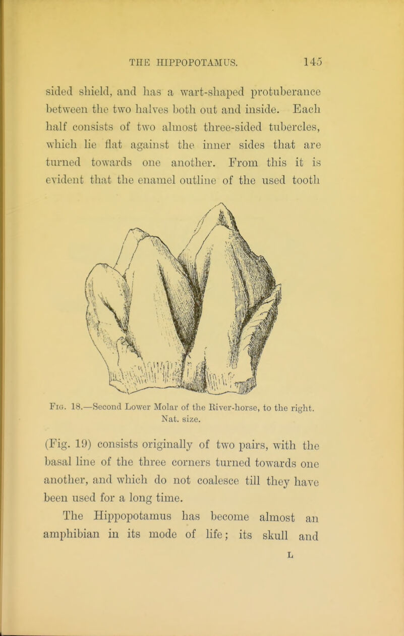 sided shield, and has a wart-sha23ed protuberance between the two halves both out and inside. Each half consists of two almost three-sided tubercles, which lie fiat agahist the inner sides that are turned towards one another. From this it is evident that the enamel outline of the used tooth Fig. 18.—Second Lower Molar of the Eiver-horse, to the right. Nat. size. (Fig. ID) consists originally of two pairs, with the basal line of the three corners turned towards one another, and which do not coalesce till they have been used for a long time. The Hippopotamus has become almost an amphibian iu its mode of life; its skull and L