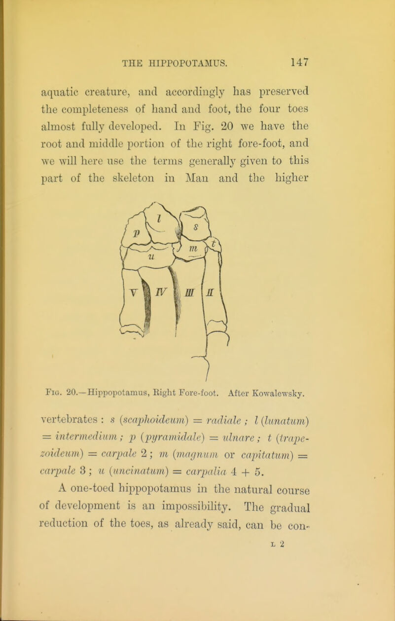 aquatic creature, and accordingly has preserved the completeness of hand and foot, the four toes almost fully developed. In Fig. 20 we have the root and middle portion of the right fore-foot, and we will here use the terms generally given to this part of the skeleton in Man and the higher Fig. 20.—Hippopotamus, Eight Fore-foot. After Kowalewsky. vertebrates : s {scaphoidcum) = radiale ; I {lunatitm) = intermedium ; p {pyramidah) = idnare ; t {trape- zoideum) = carptde 2; m {magnum, or capitatum) = carpale 3 ; u {uncinatum) = carjxdia 4 + 5. A one-toed hippopotamus in the natural course of development is an impossibility. The gradual reduction of the toes, as already said, can be con- L 2