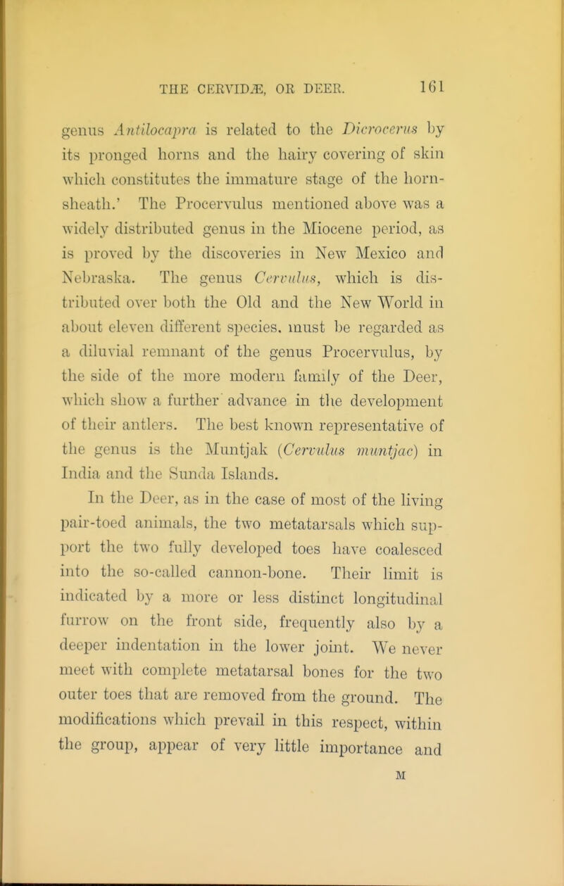genus Antilocapra is related to the Dierocerns by its pronged horns and the hairy covering of skin which constitutes the immature stage of the horn- sheath.' The Procervulus mentioned above was a widely distributed genus in the Miocene period, as is proved by the discoveries in New Mexico and Nebraska. The genus Cerriihm, which is dis- tributed over both the Old and the New World in about eleven different species, must l)e regarded as a diluvial remnant of the genus Procervulus, by the side of the more modern family of the Deer, which show a further advance in tlie development of their antlers. The best known representative of the genus is the Muntjak (Cervulus muntjac) in India and the Sunda Islands. In the Deer, as in the case of most of the living pair-toed animals, the two metatarsals which sup- port the two fully developed toes have coalesced into the so-called cannon-bone. Their limit is indicated by a more or less distinct longitudinal furrow on the front side, frequently also by a deeper indentation in the lower joint. We never meet with complete metatarsal bones for the two outer toes that are removed from the ground. The modifications which prevail in this respect, within the group, appear of very little importance and M