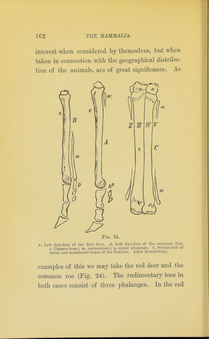 interest when considered by tliemselves, but when taken in connection with the geographical distribu- tion of the animals, are of great significance. As A. Left fore-foot of the Rerl Peer. 7?. Left fore-foot of the common Roc. c, Cannon-hone; m, metacarpals ; p, upper phalange. C. Second row of tarsal and metatarsal bones of the Gelocus. Alter Kowalewsky. examples of this we may take the red deer and the common roe (Fig. 24). The rudimentary toes in both cases consist of three phalanges. In the red