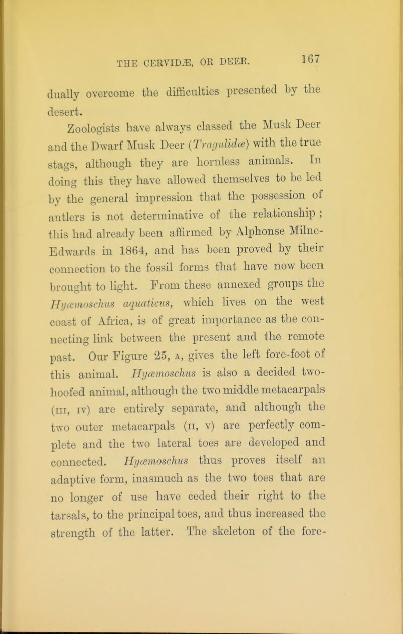 dually overcome the difficulties presented by the desert. Zoologists have always classed the Musk Deer and the Dwarf Musk Deer {Tmgulidce) with the true stags, although they are hornless animals. In doing this they have allowed themselves to be led by the general impression that the possession of antlers is not determinative of the relationship ; this had already been affirmed by Alphonse Milne- Edwards in 1864, and has been proved by their connection to the fossil forms that have now been brought to light. From these annexed groups the Hijcemoschus aquaticus, which lives on the west coast of Africa, is of great importance as the con- necting link between the present and the remote past. Our Figure 25, a, gives the left fore-foot of this animal. Ilijcemoschus is also a decided two- hoofed animal, although the two middle metacarpals (ill, IV) are entirely separate, and although the two outer metacarpals (ii, v) are perfectly com- plete and the two lateral toes are developed and connected. Hycemoschus thus proves itself an adaptive form, inasmuch as the two toes that are no longer of use have ceded their right to the tarsals, to the principal toes, and thus increased the strenf^th of the latter. The skeleton of the fore-