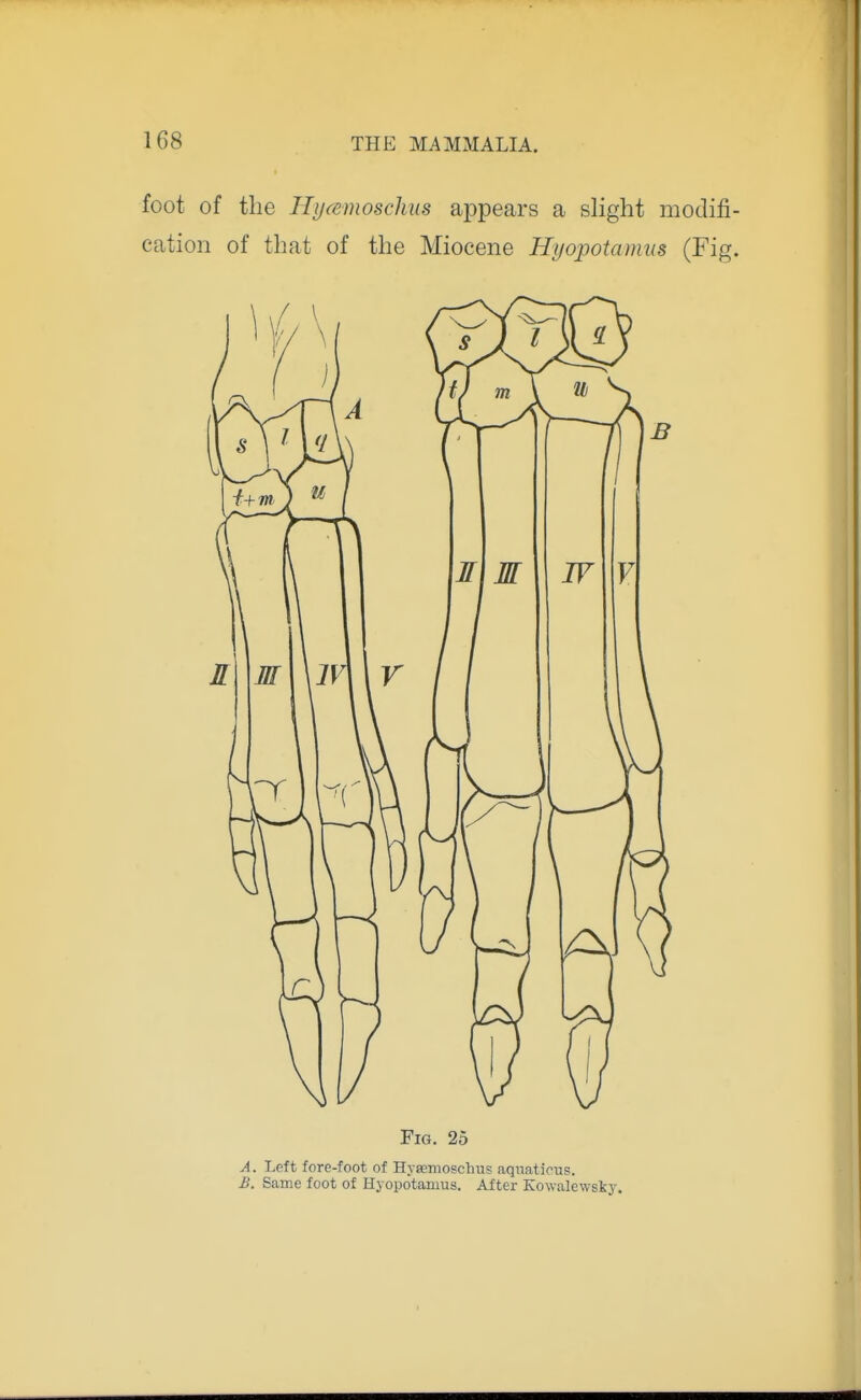 foot of the Hyamoschus appears a slight modifi cation of that of the Miocene Hyopotamus (Fig Fig. 26 A. Left fore-foot of Hysemoschns aquations. B. Same foot of Hyopotamus. After Kowalewsky.