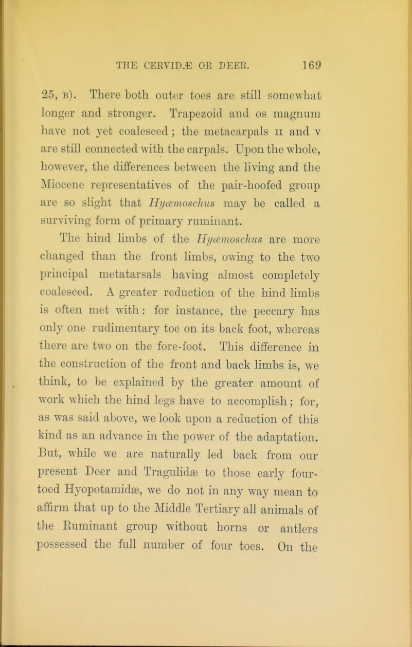 25, b). There both outer toes are still somewhat longer and stronger. Trapezoid and os magnum have not yet coalesced; the metacarpals ii and v are still connected with the carpals. Upon the whole, however, the differences between the living and the Miocene representatives of the pair-hoofed group are so slight that Hycemoschus may be called a surviving form of primary ruminant. The hind limbs of the Hycemosclnis are more changed than the front limbs, owing to the two principal metatarsals having almost completely coalesced. A greater reduction of the hind limbs is often met with: for instance, the peccary has only one rudimentary toe on its back foot, whereas there are two on the fore-foot. This difference in the construction of the front and back limbs is, we think, to be explained by the greater amount of work which the hind legs have to accomplish ; for, as was said above, we look upon a reduction of this kind as an advance in the power of the adaptation. But, while we are naturally led back from our present Deer and Traguhdae to those early four- toed Hyopotamidae, we do not in any way mean to affirm that up to the Middle Tertiary all animals of the Euminant group without horns or antlers possessed the full number of four toes. On the