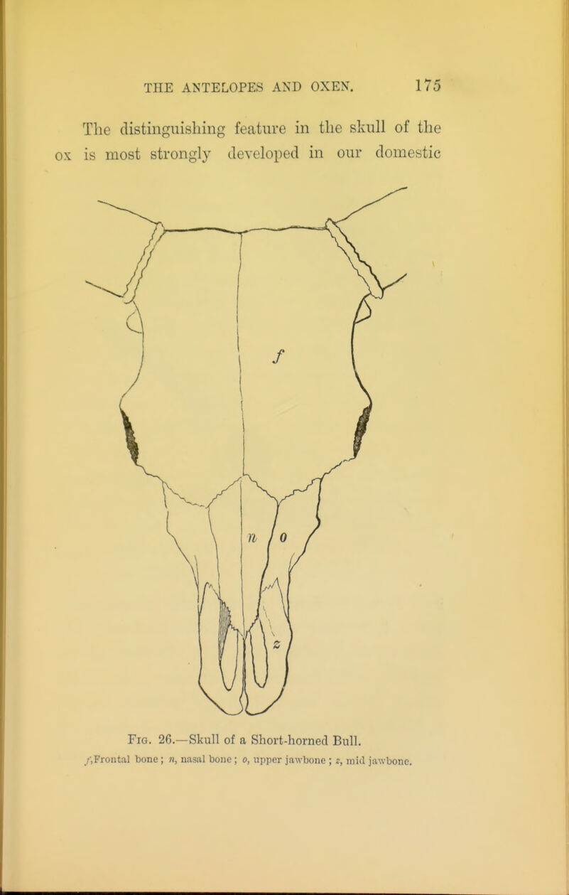 The distinguishing feature in the skull of the is most strongly developed in our domestic Fig. 26.—Skull of a Short-horned Bull. /.Frontal bone; n, nasal bone; o, upper jawbone ; z, miil jawbone.