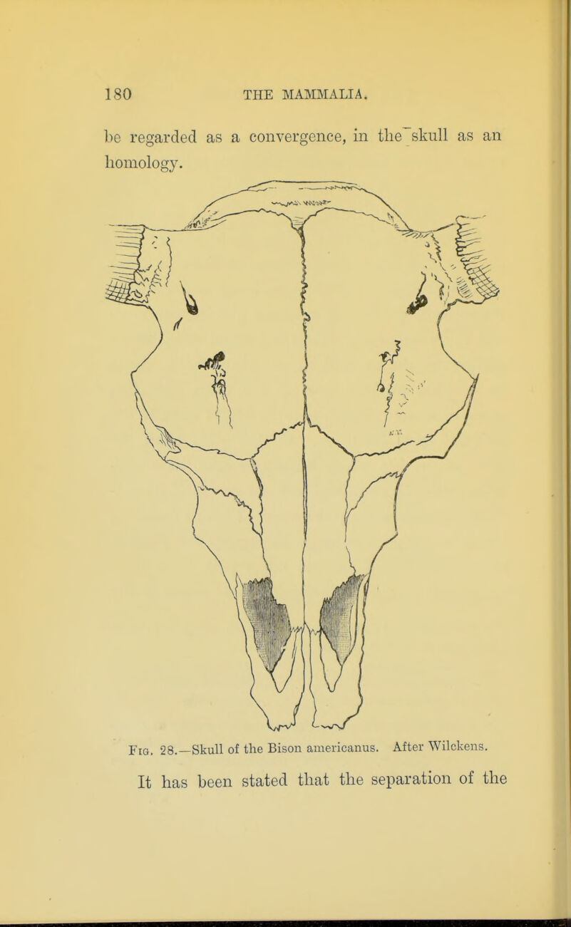 be regarded as a convergence, in the skull as an homology. Fig. 28.—Skull of the Bison americanus. After Wilckens. It has been stated that the separation of the