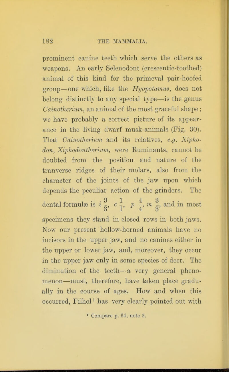 prominent canine teeth which serve the others as weapons. An early Selenodont (crescentic-toothed) animal of this kind for the primeval pair-hoofed group—one which, like the Hyopotamus, does not helong distinctly to any special type—is the genus Cainotherium, an animal of the most graceful shape ; we have probably a correct picture of its appear- ance in the living dwarf musk-animals (Fig. 30). That Cainotherium and its relatives, e.g. Xiplio- don, Xiphodontherium, wei'e Kuminants, cannot be doubted from the position and nature of the tranverse ridges of their molars, also from the character of the joints of the jaw upon which depends the peculiar action of the grinders. The dental formulae is i ? c^, p m ^, and in most O 1 4 d specimens they stand in closed rows in both jaws. Now our present hollow-horned animals have no incisors in the upper jaw, and no canines either in the upper or lower jaw, and, moreover, they occur in the uj^per jaw only in some species of deer. The diminution of the teeth—a very general pheno- menon—must, therefore, have taken place gradu- ally in the course of ages. How and when this occurred, Filhol' has very clearly pointed out with ' Compare p. 64, note 2.